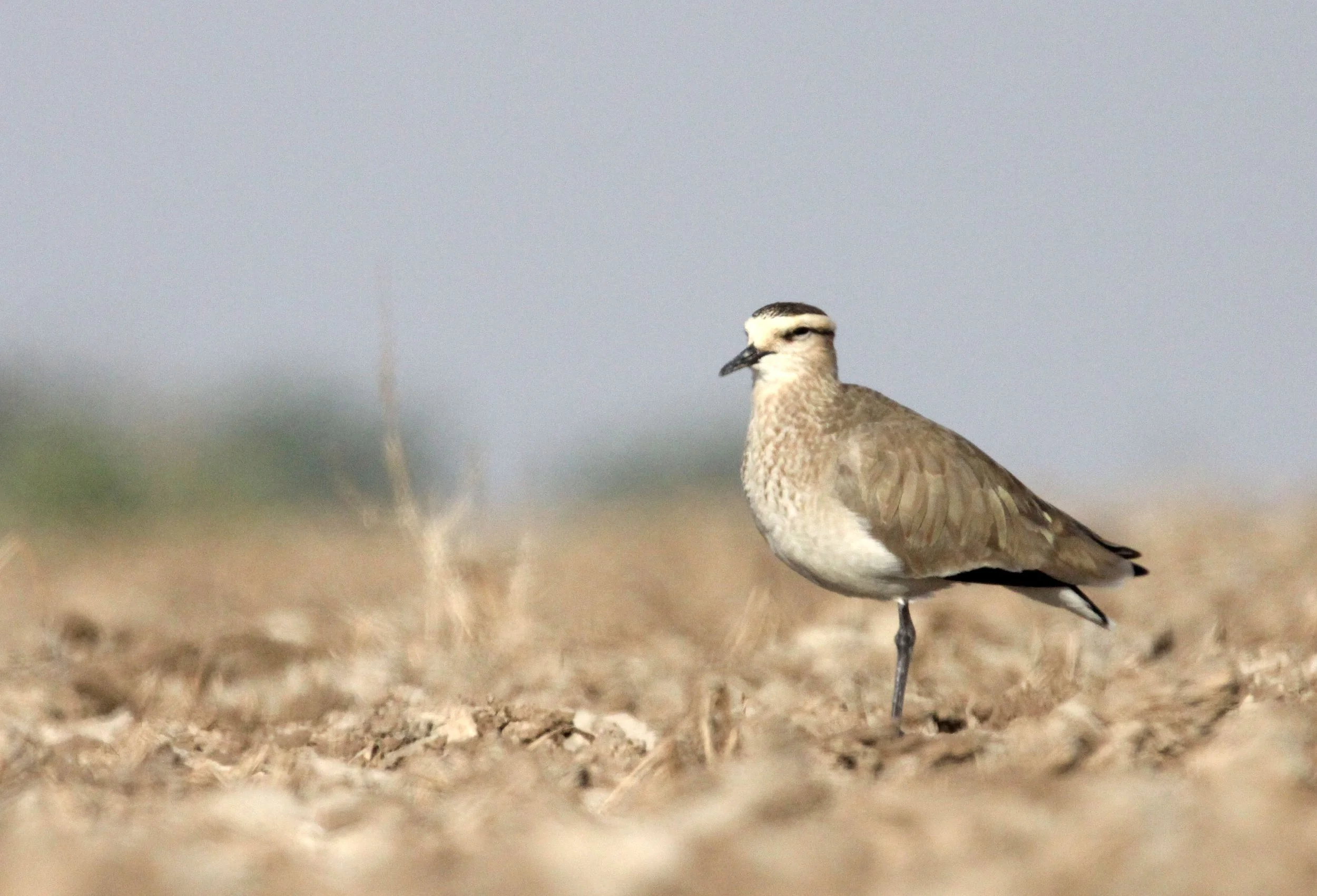 LAPWING - SOCIABLE LAPWING - Vanellus gregarius - LITTLE RANN OF KUTCH GUJARAT INDIA (47).JPG