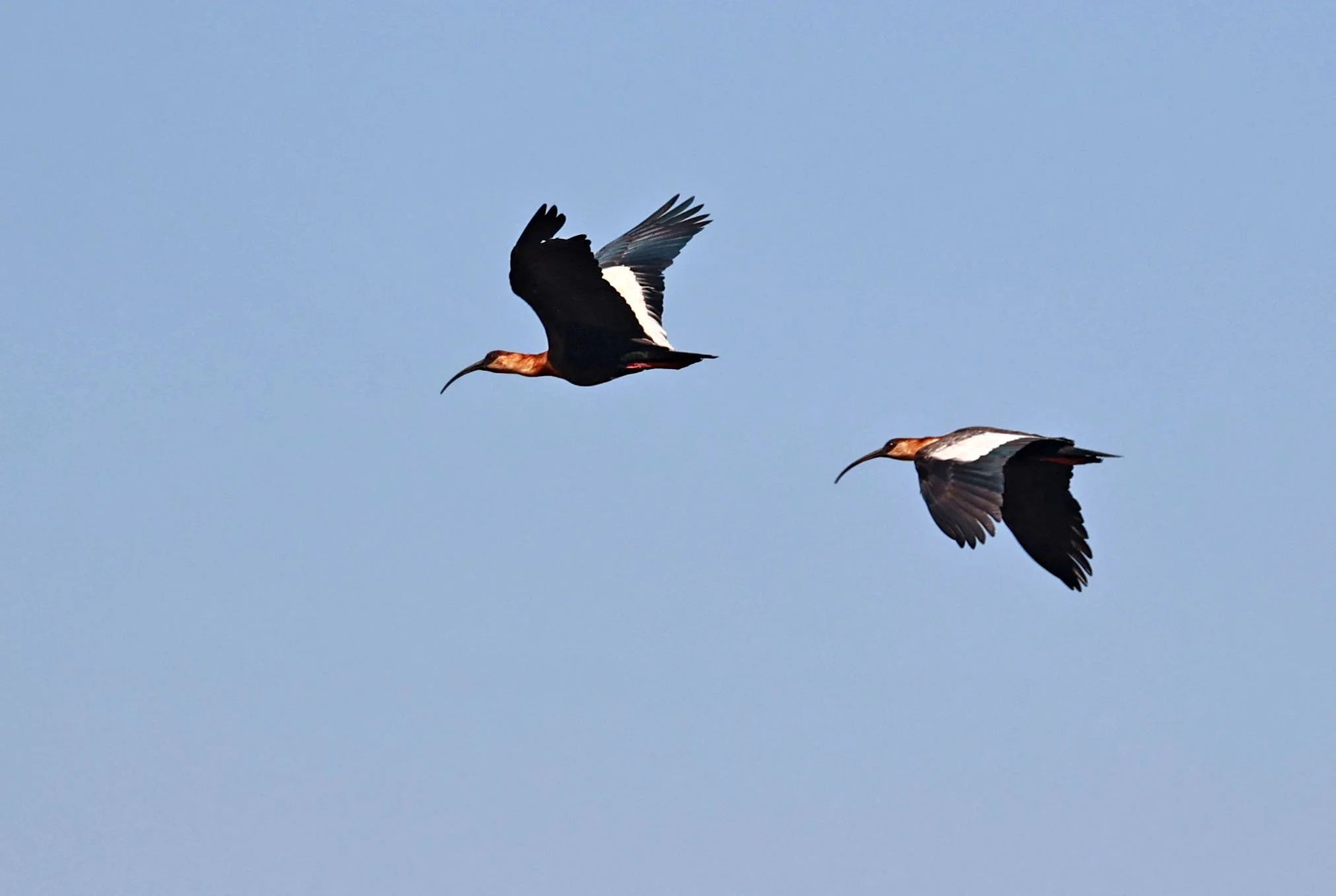 Ibis - Buff-necked Ibis - Theristicus caudatus - Emas National Park, Goias State, Brazil (5).jpg