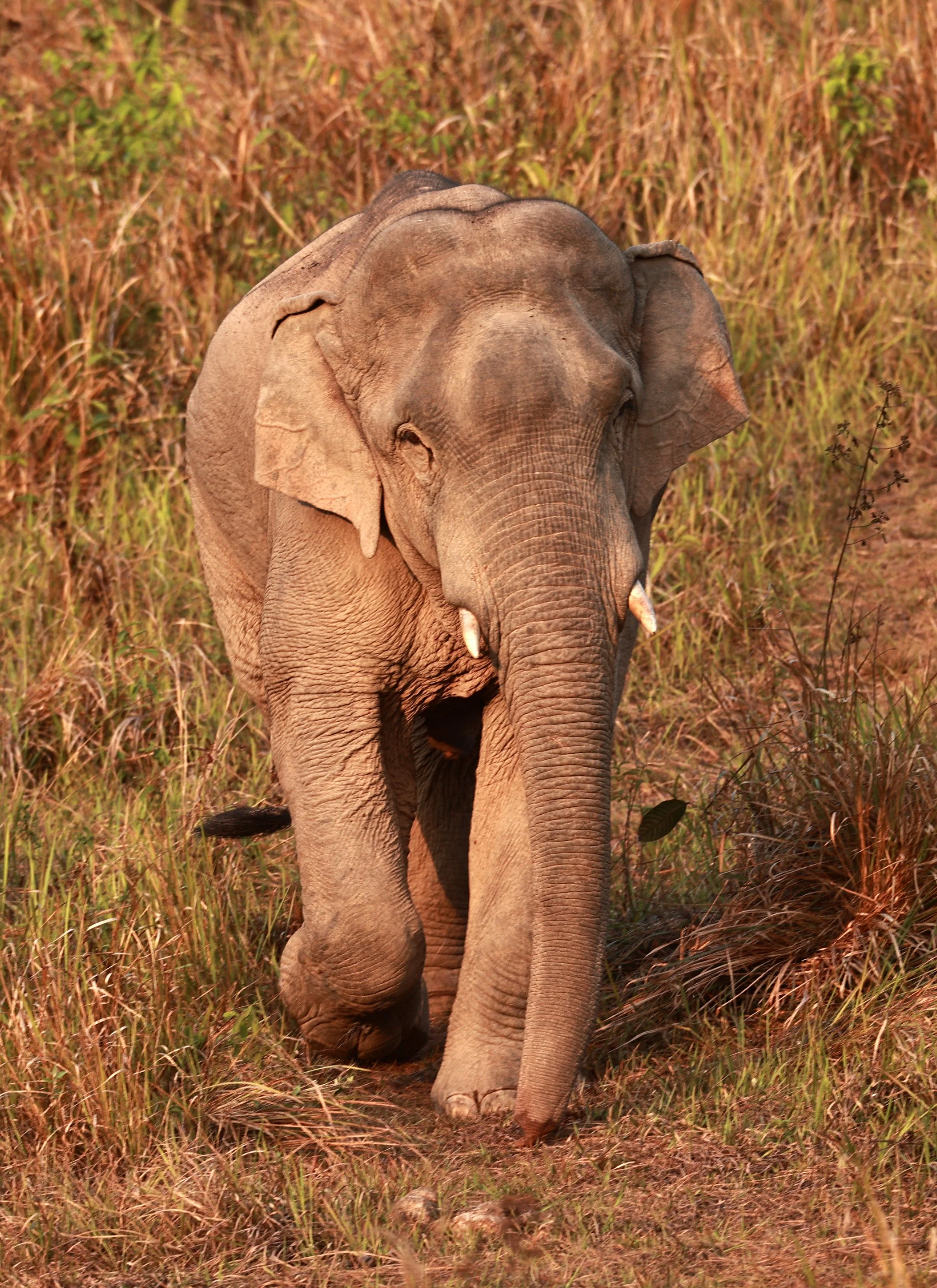 Asian Elephant (Elephas maximus) Khao Yai National Park, Thailand (53).jpg