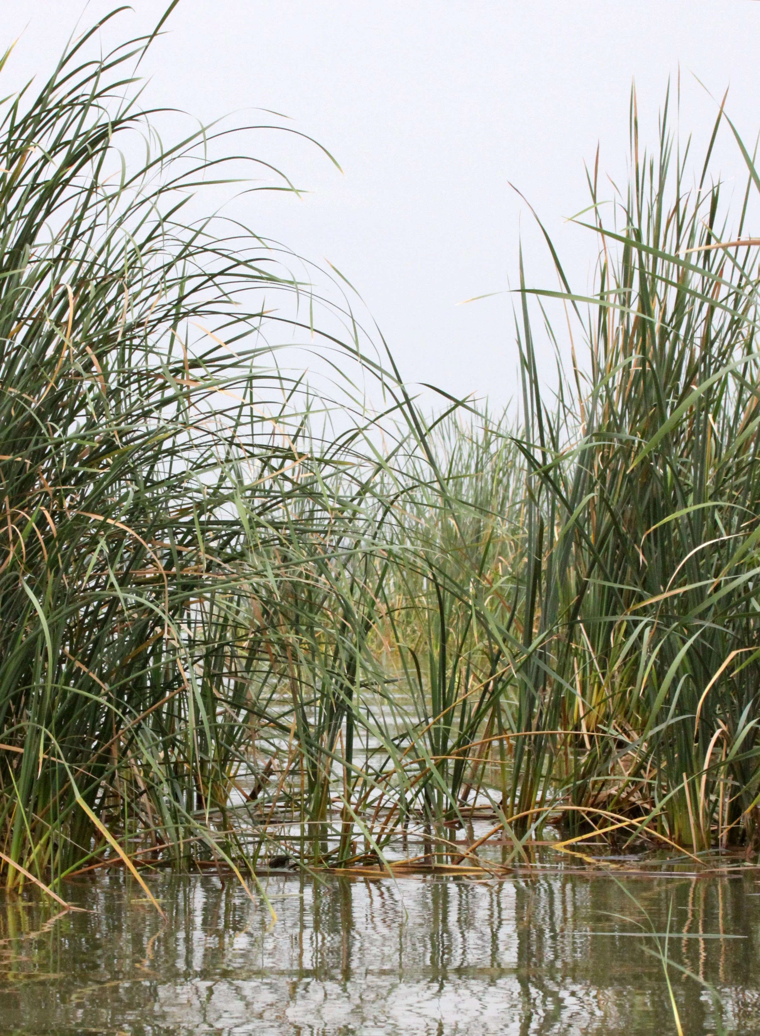 ARBAMINCH ETHIOPIA - LAKE ABAYA & CHAMO - NECH SAR NATIONAL PARK (4).JPG