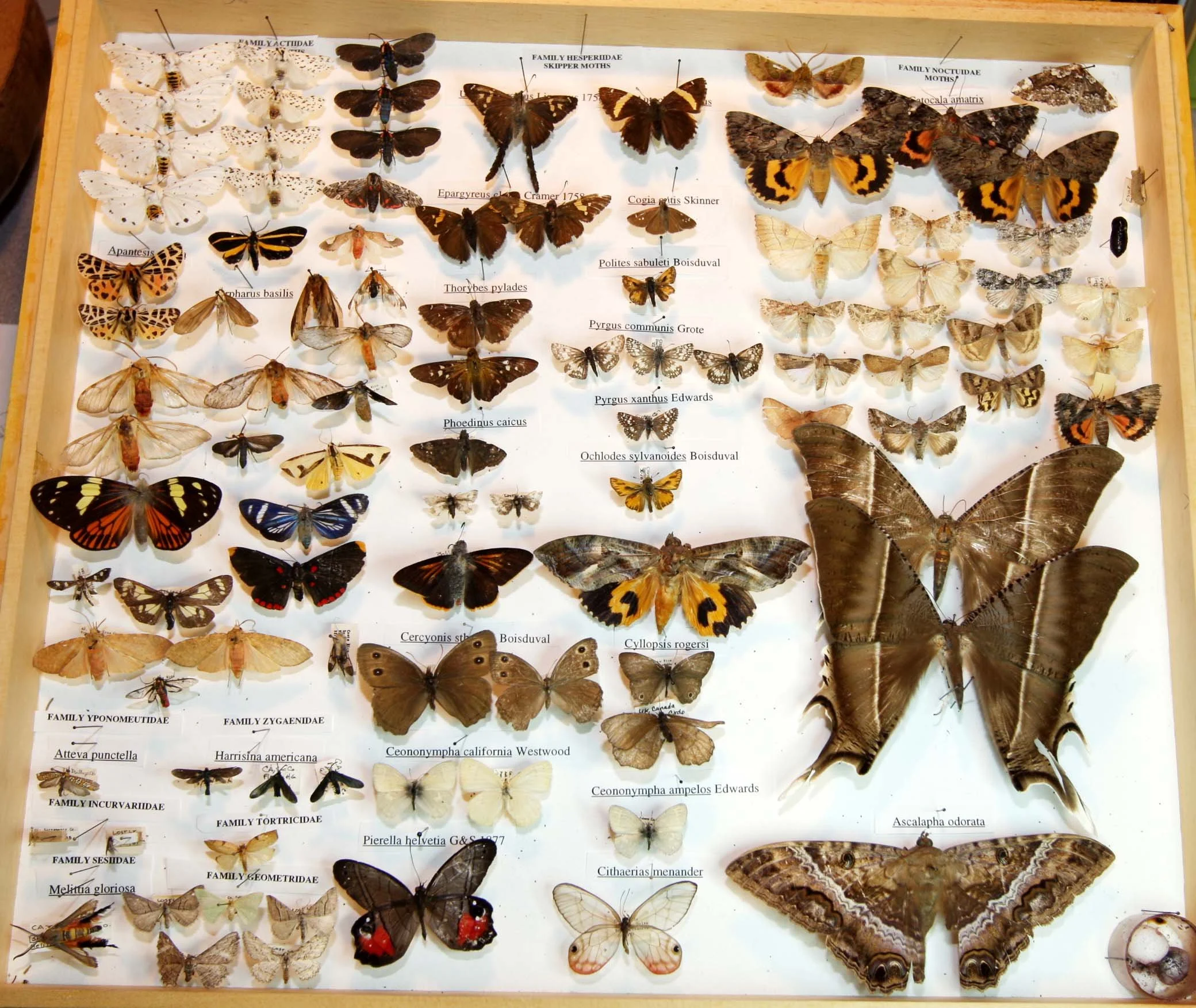 1 Arctiidae - Noctuidae.JPG