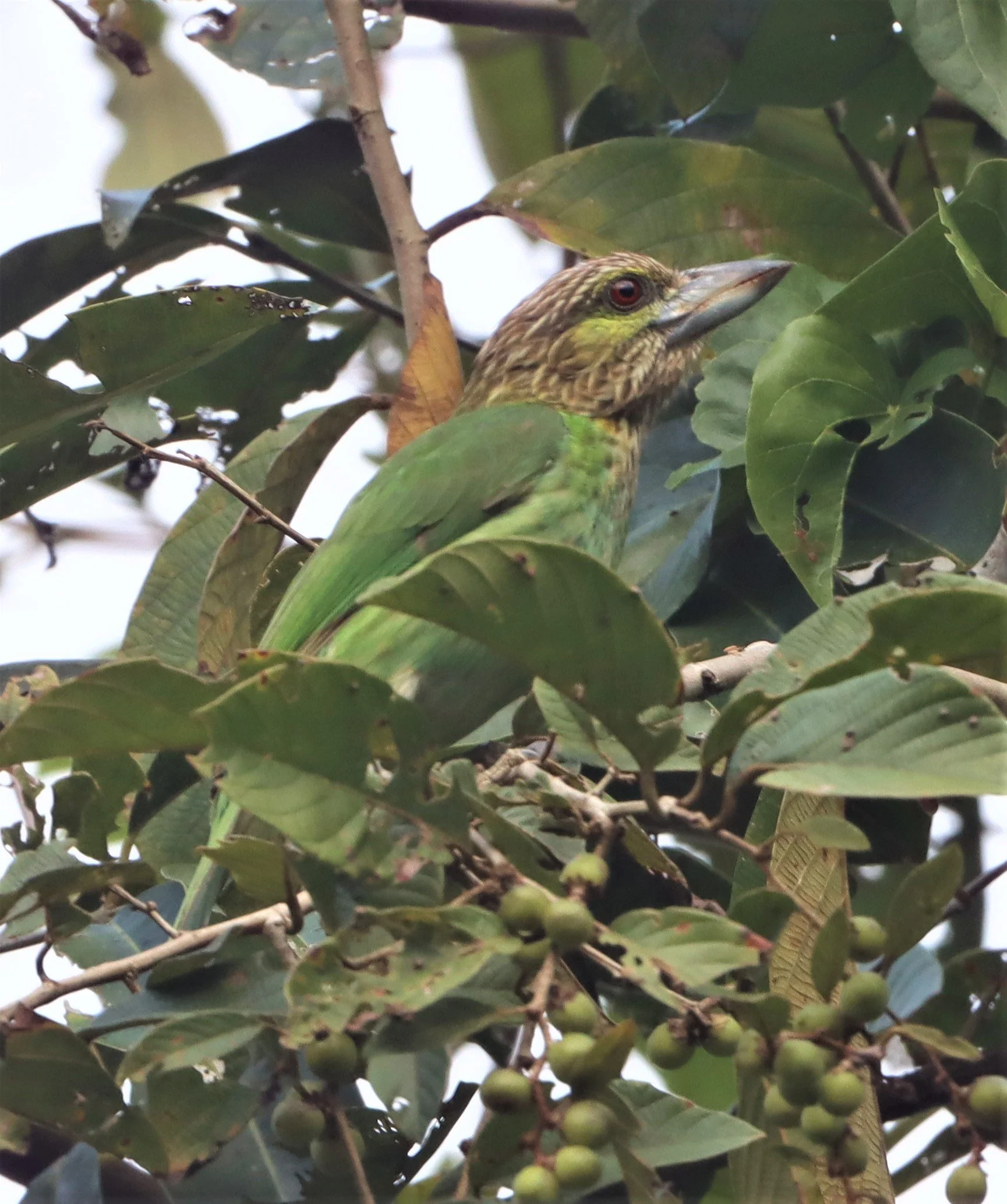 BARBET - LINEATED BARBET - Megalaima lineata - KHAENG KRACHAN 2021 (12).jpg