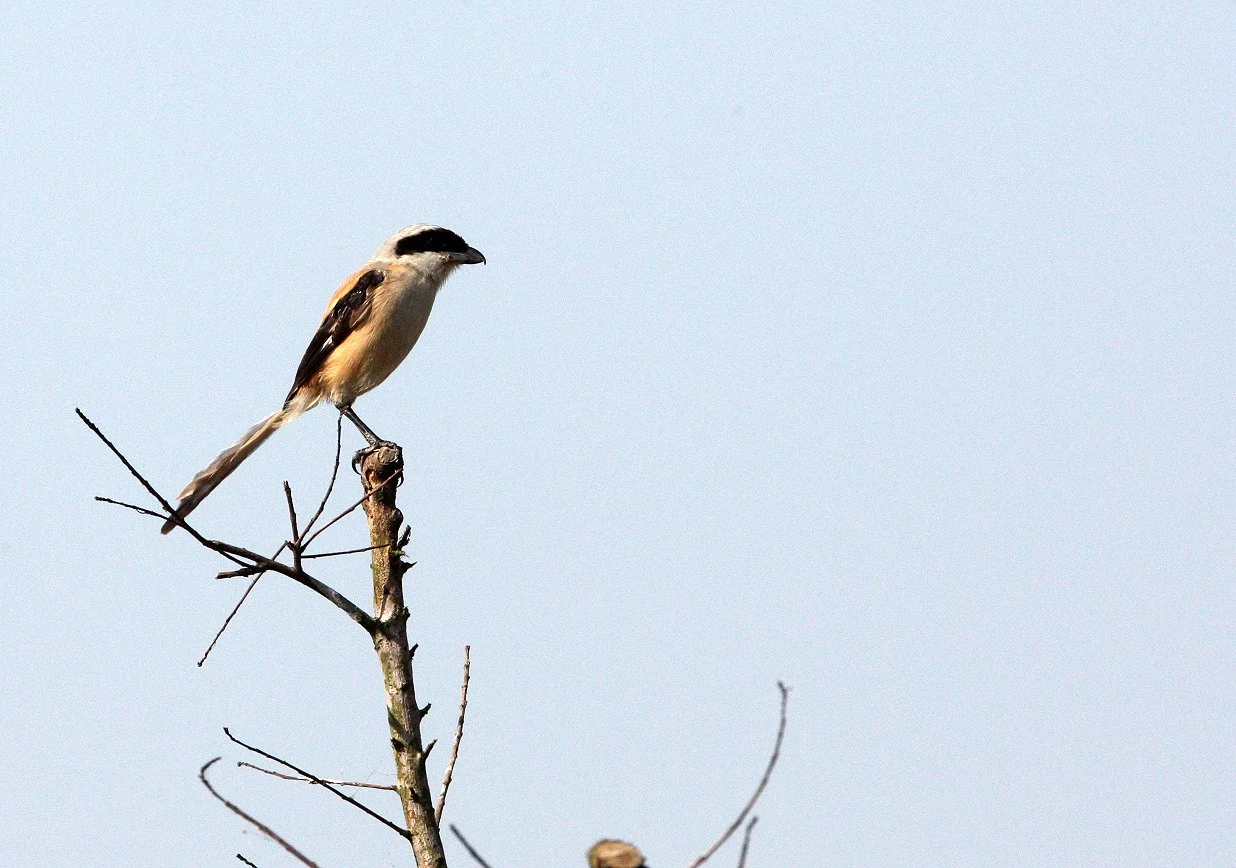 Long-tailed Shrike (Lanius schach) Chongming Island Dongtan Wetlands China (6).JPG
