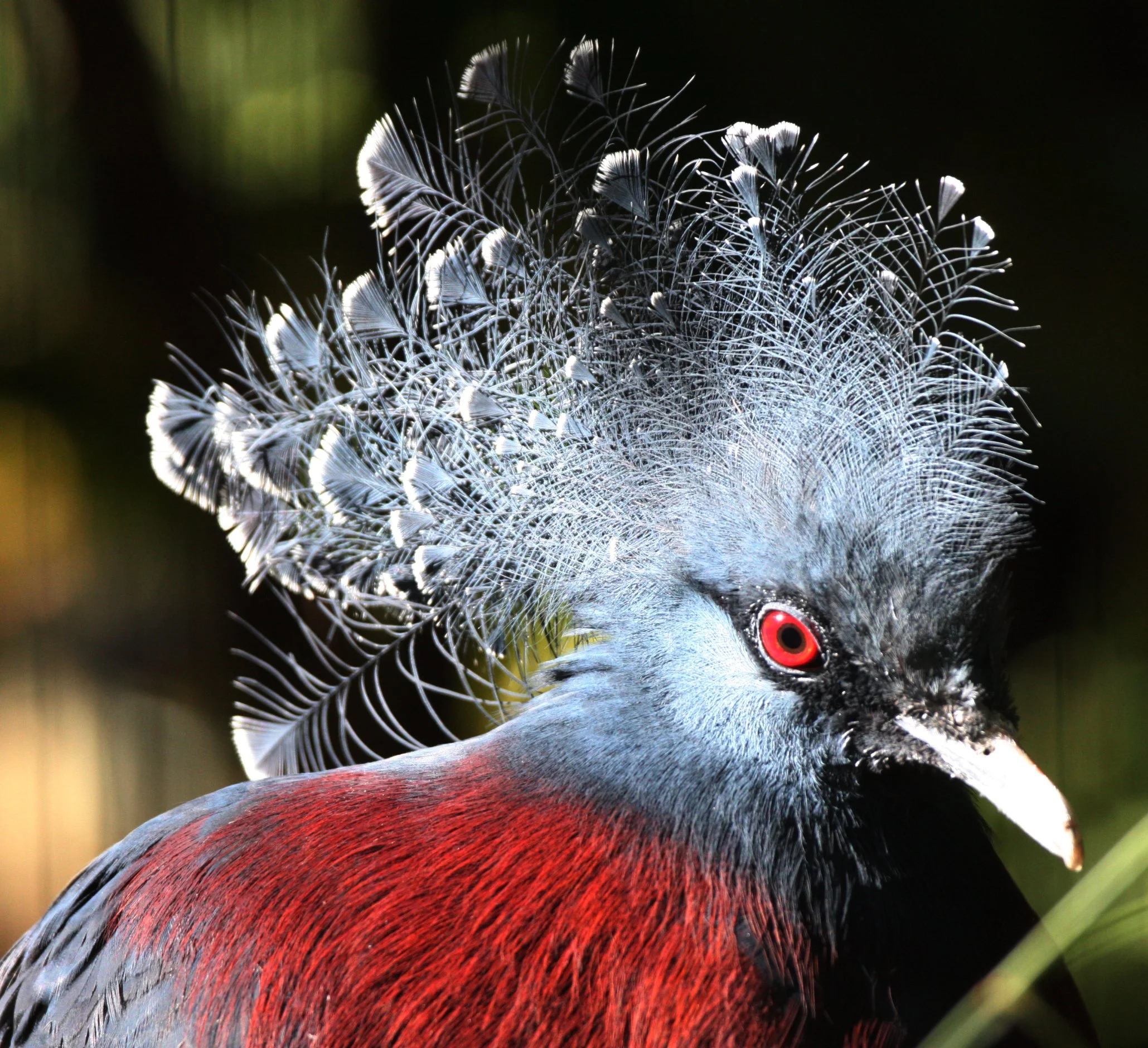 Western Crowned-Pigeon (Goura cristata) Woodland Park Zoo Seattle Washington (3).JPG