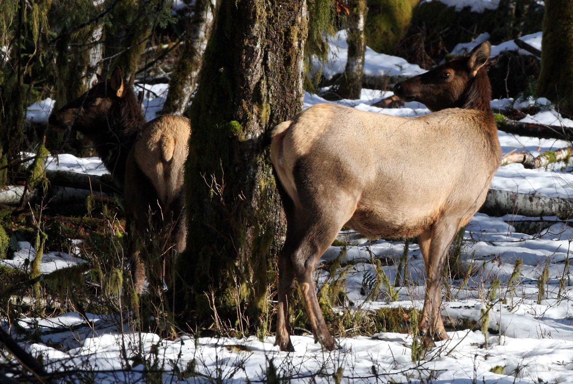 CERVID - ELK- ROOSEVELT ELK - HOH RAINFOREST WA (13).JPG