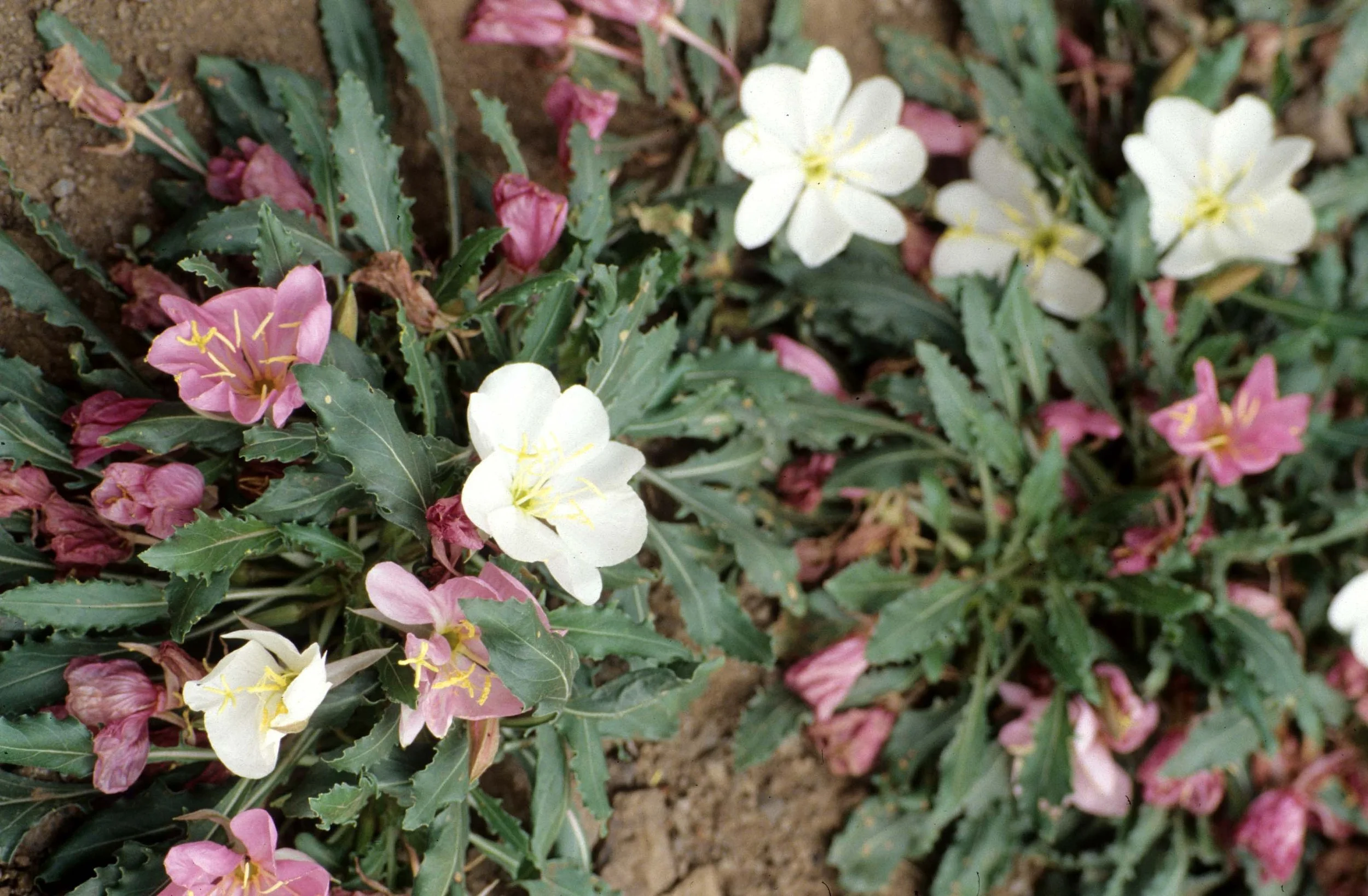 GREAT PLAINS - PLANT SPECIES C.jpg