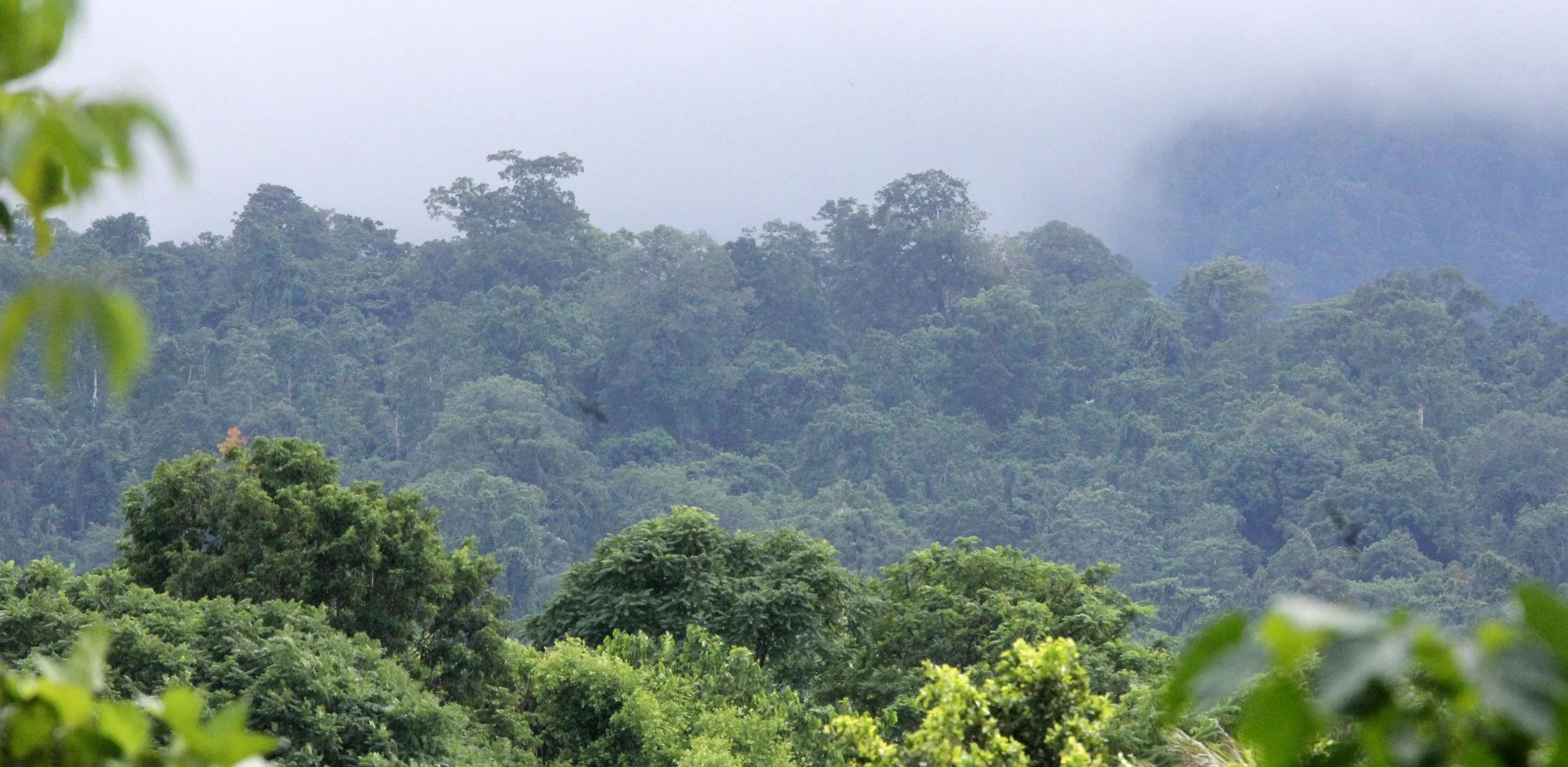 TANGKOKO NATIONAL PARK SULAWESI INDONESIA (73).JPG