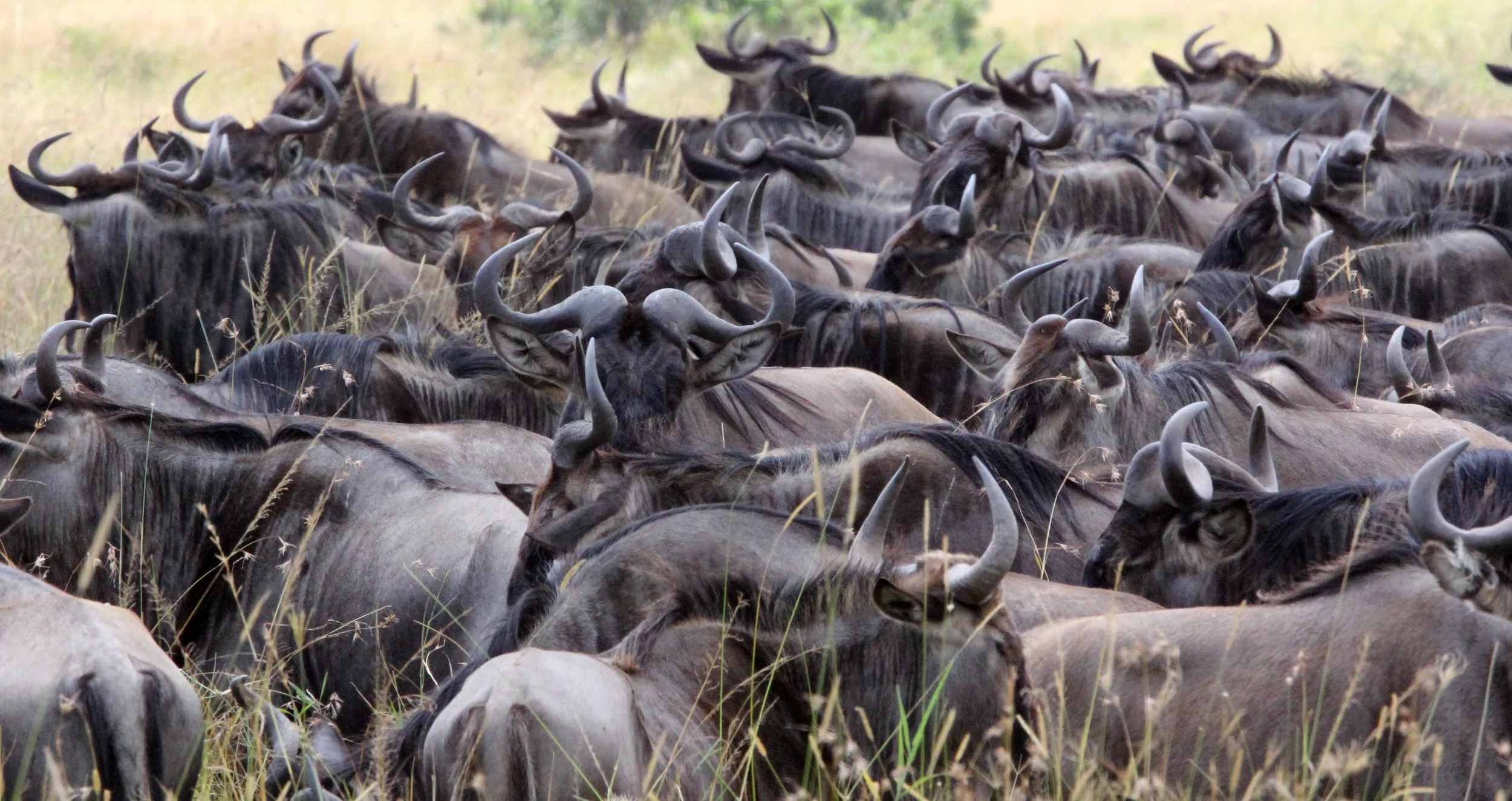 WILDEBEEST - WESTERN WHITE-BEARDED WILDEBEEST - Connochaetes mearnsi - MASAI MARA NATIONAL PARK KENYA (103).JPG
