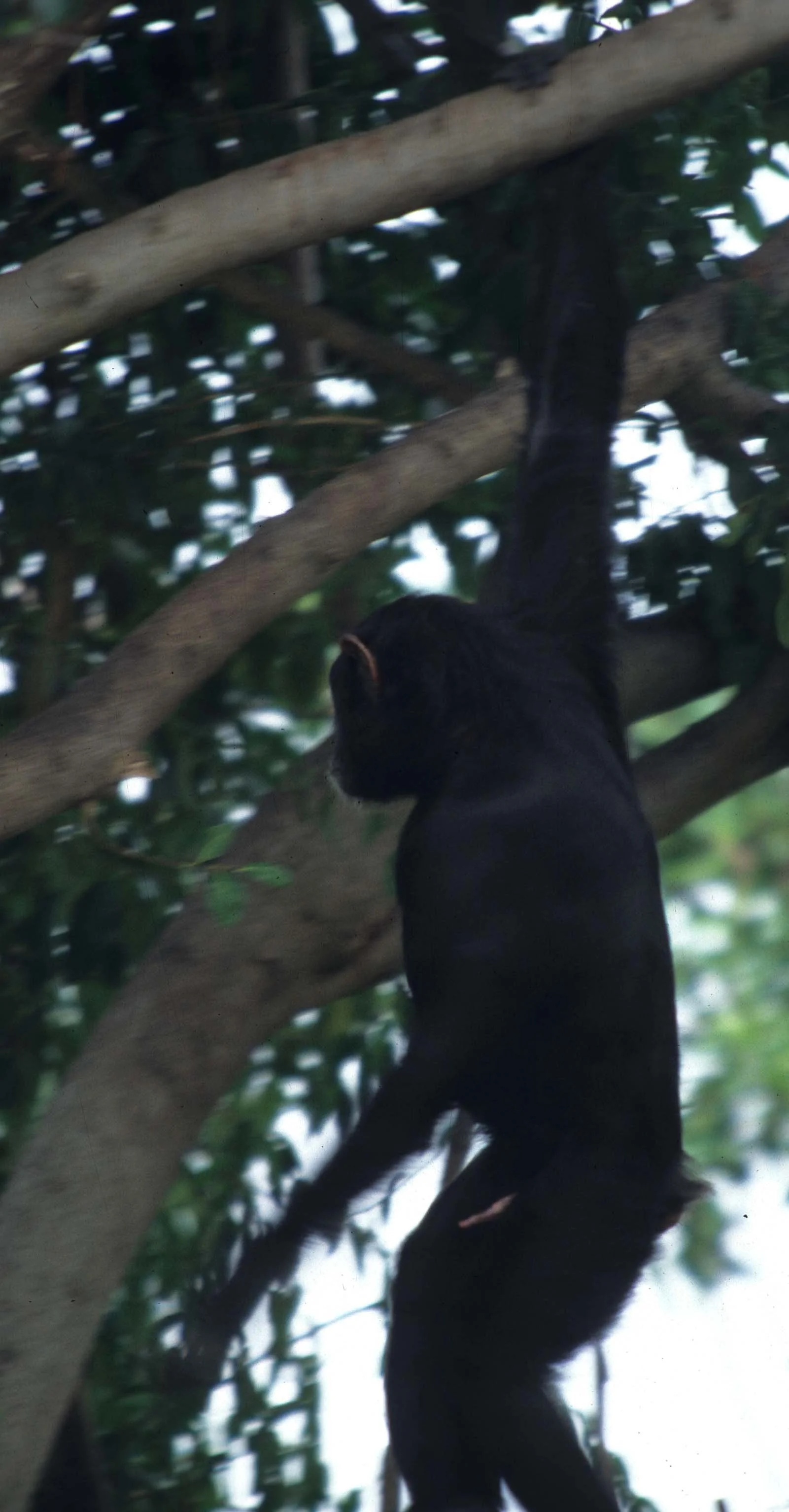 PRIMATE - CHIMP - UGANDA 9.jpg