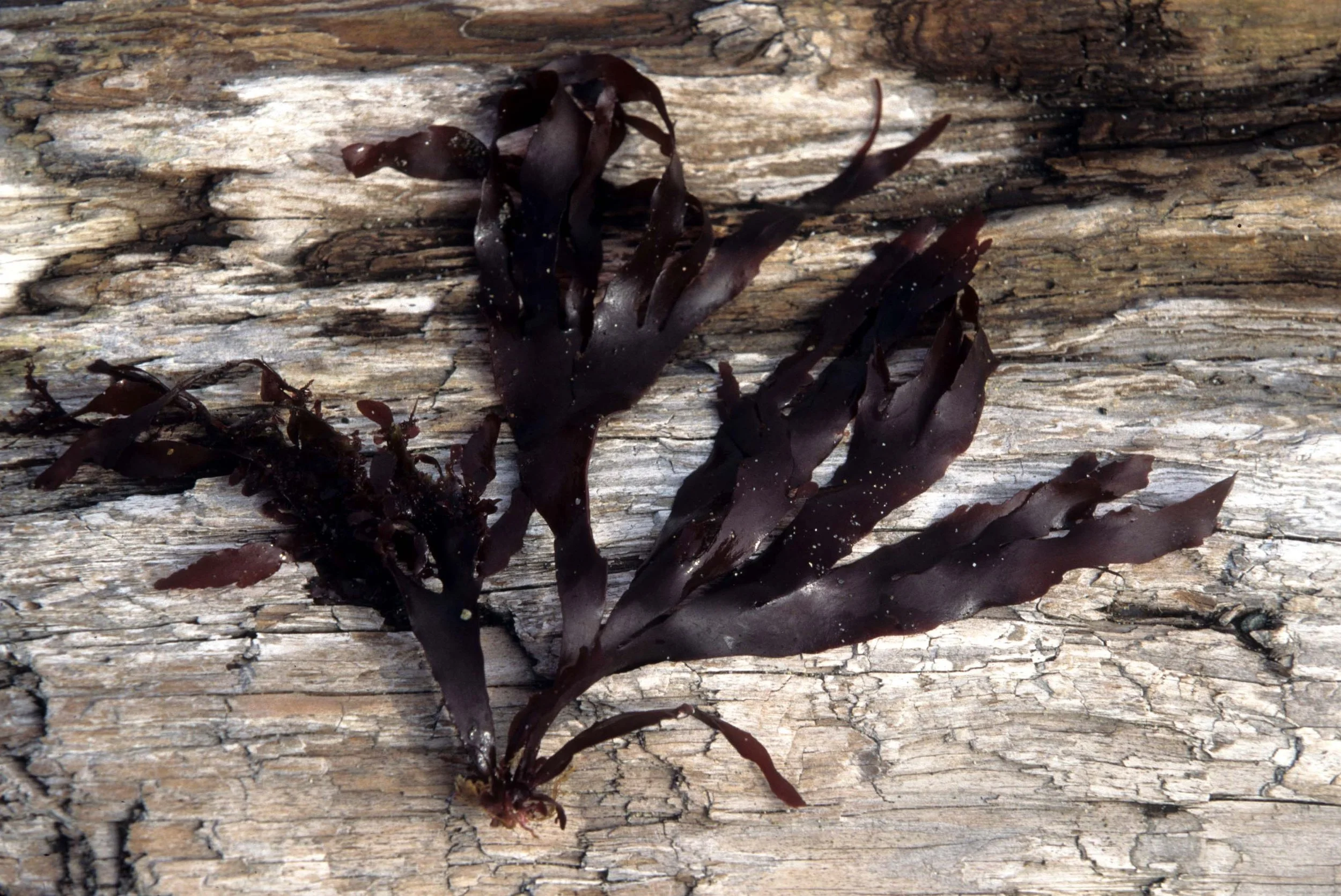 CALIFORNIA - BODEGA BAY - MARINE ALGAE SPECIES (11).jpg