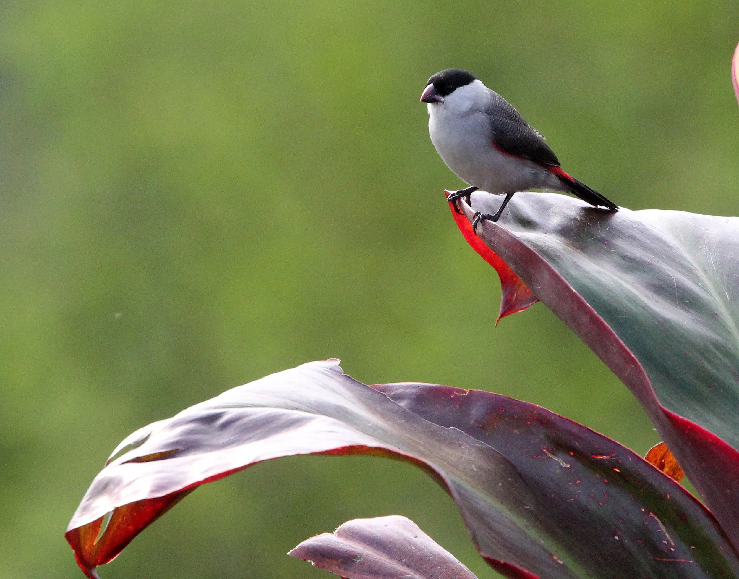 Black-crowned Waxbill (Estrilda nonnula) Ruhengeri Rwanda 2012 (9).JPG