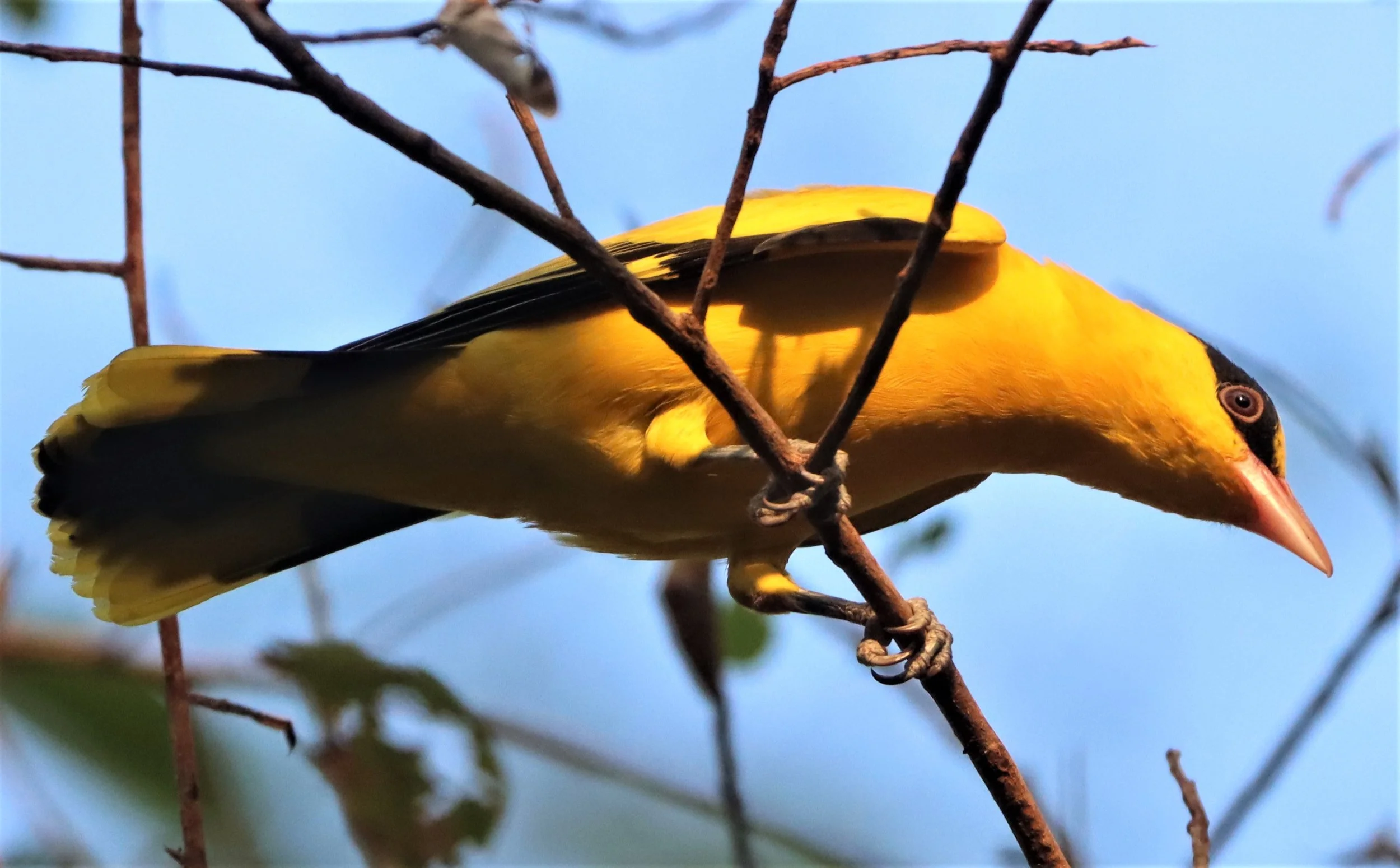 Black-napped Oriole (Oriolus chinensis) Rama 9 Park Bangkok (8).jpg