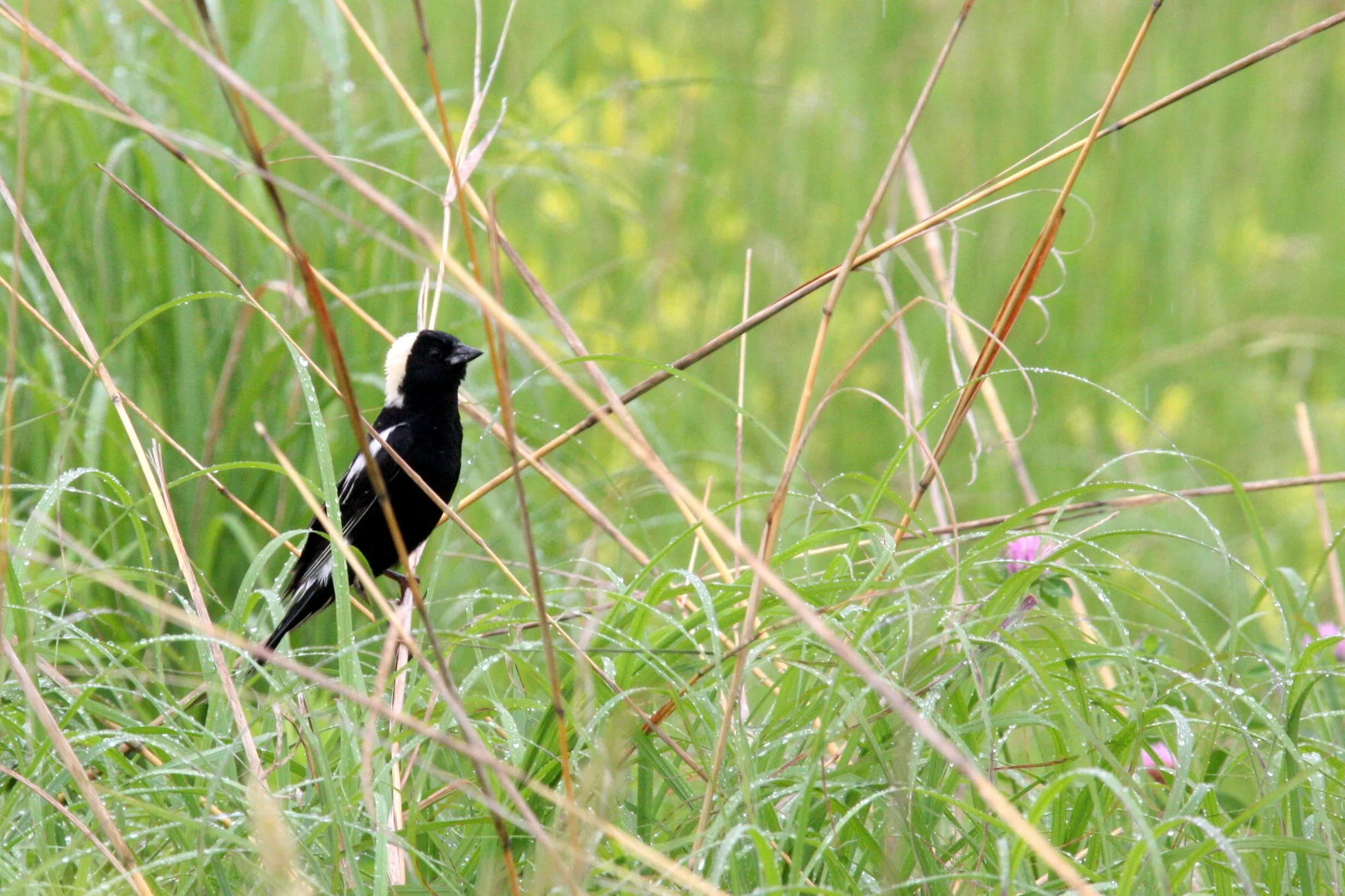 Bobolink (Dolichonyx oryzivorus) McKee Marsh Illinois (1).JPG