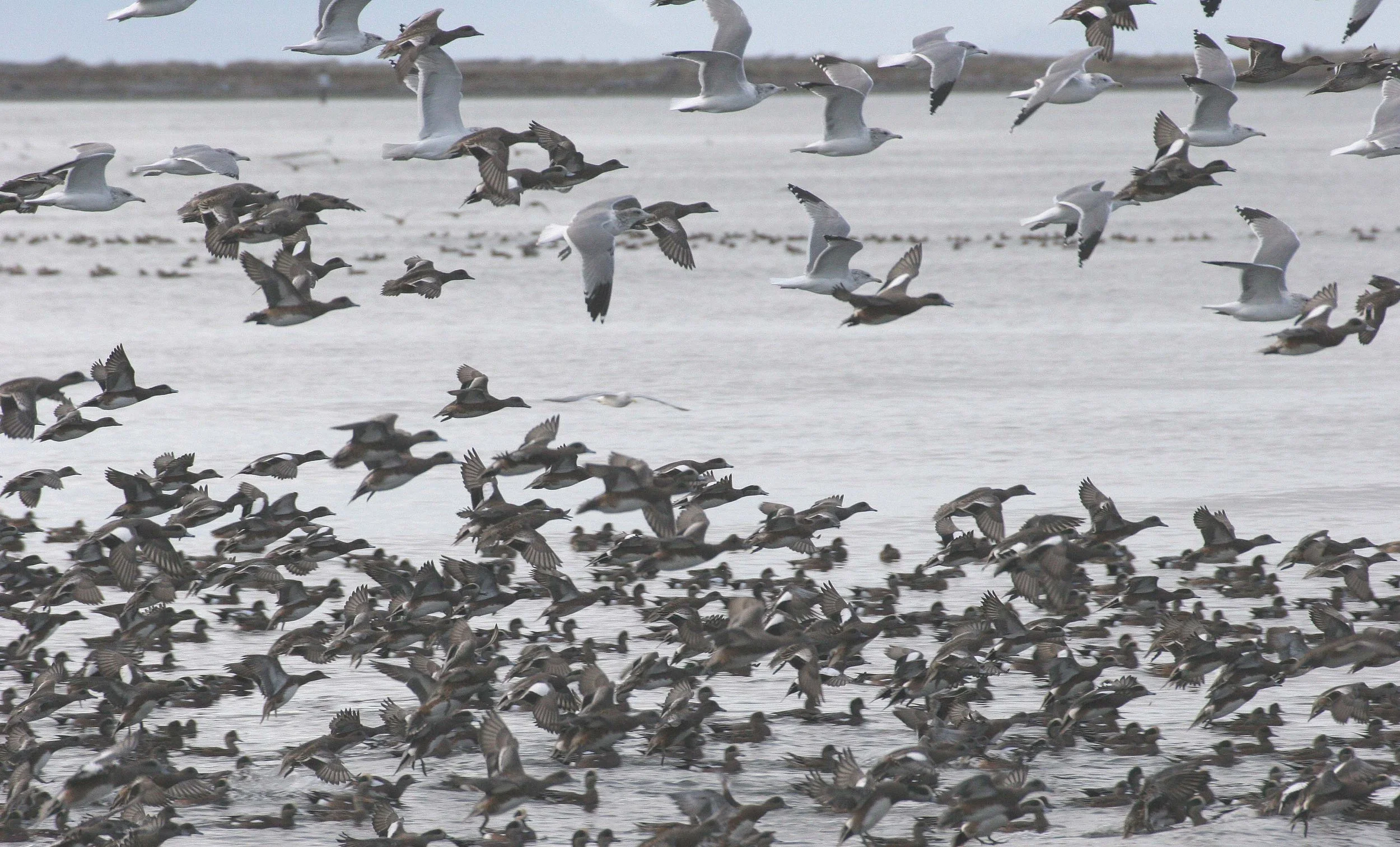 WIGEON - AMERICAN WIGEON - Mareca americana - THREE CRABS DUNGENESS RIVER MOUTH WETLAND SEQUIM WASHINGTON (50).jpg