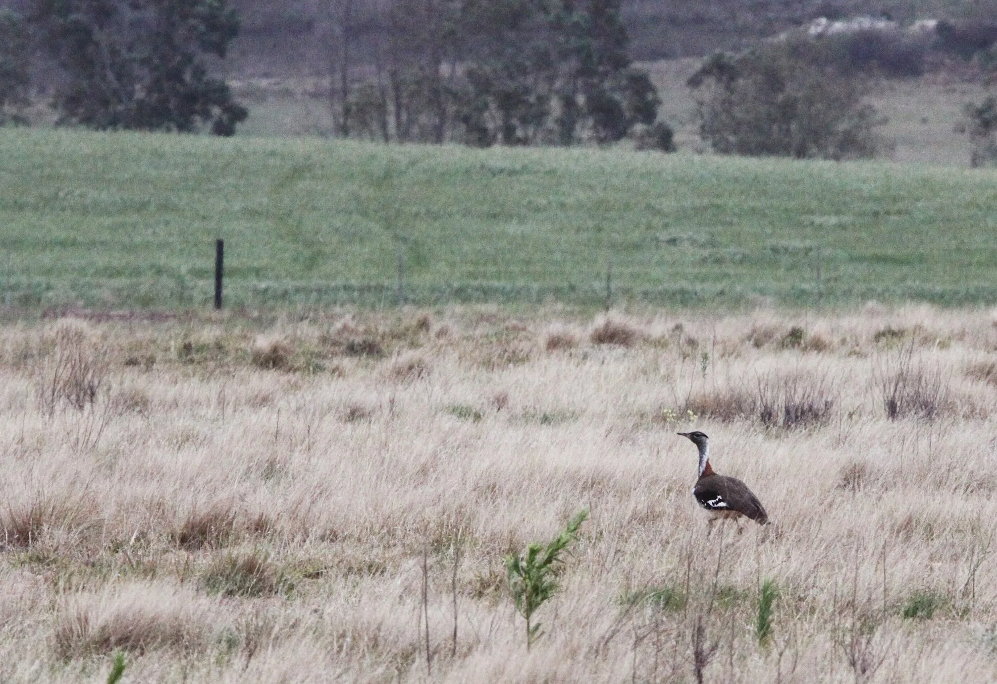 Ludwig's bustard (Neotis ludwigii) Bontebok NP, South Africa (2).JPG