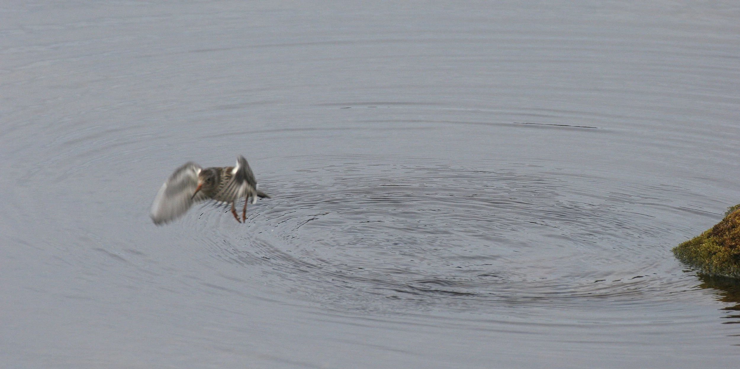 BIRD - SANDPIPER - PURPLE SANDPIPER - SVALBARD (10).jpg