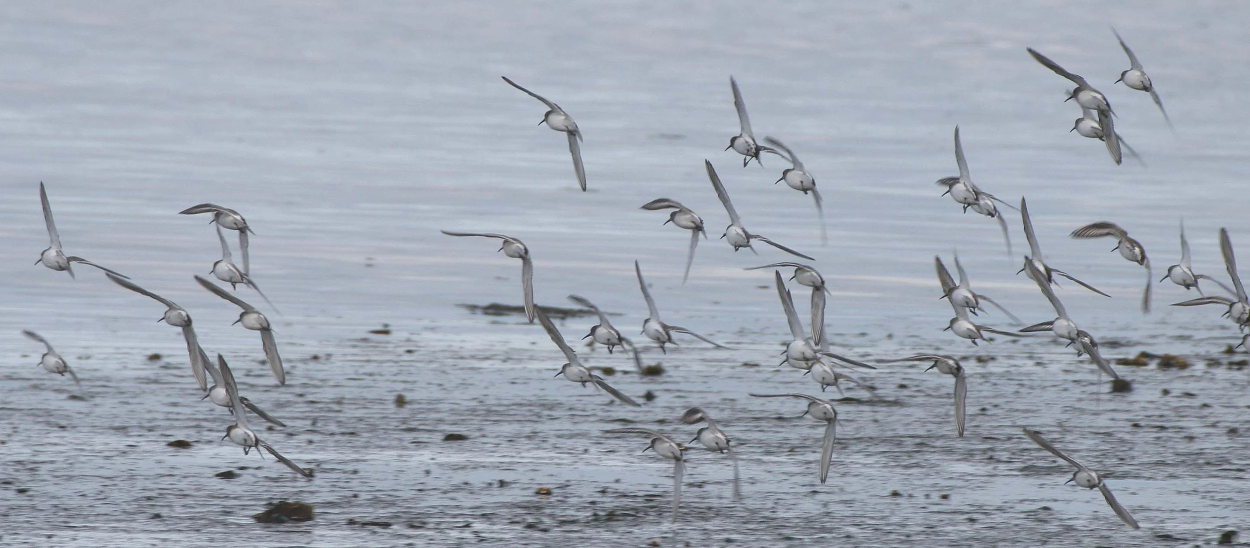 BIRD - DUNLINS - THREE CRABS IN FLIGHT.jpg