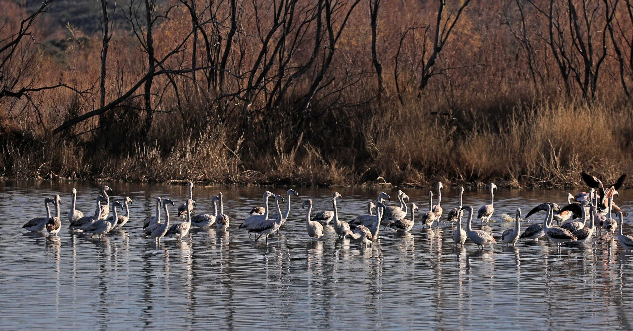 Chilean Flamingo (Phoenicopterus chilensis) Lagunas del Ornitólogo, Trelew Argentina (44).jpg