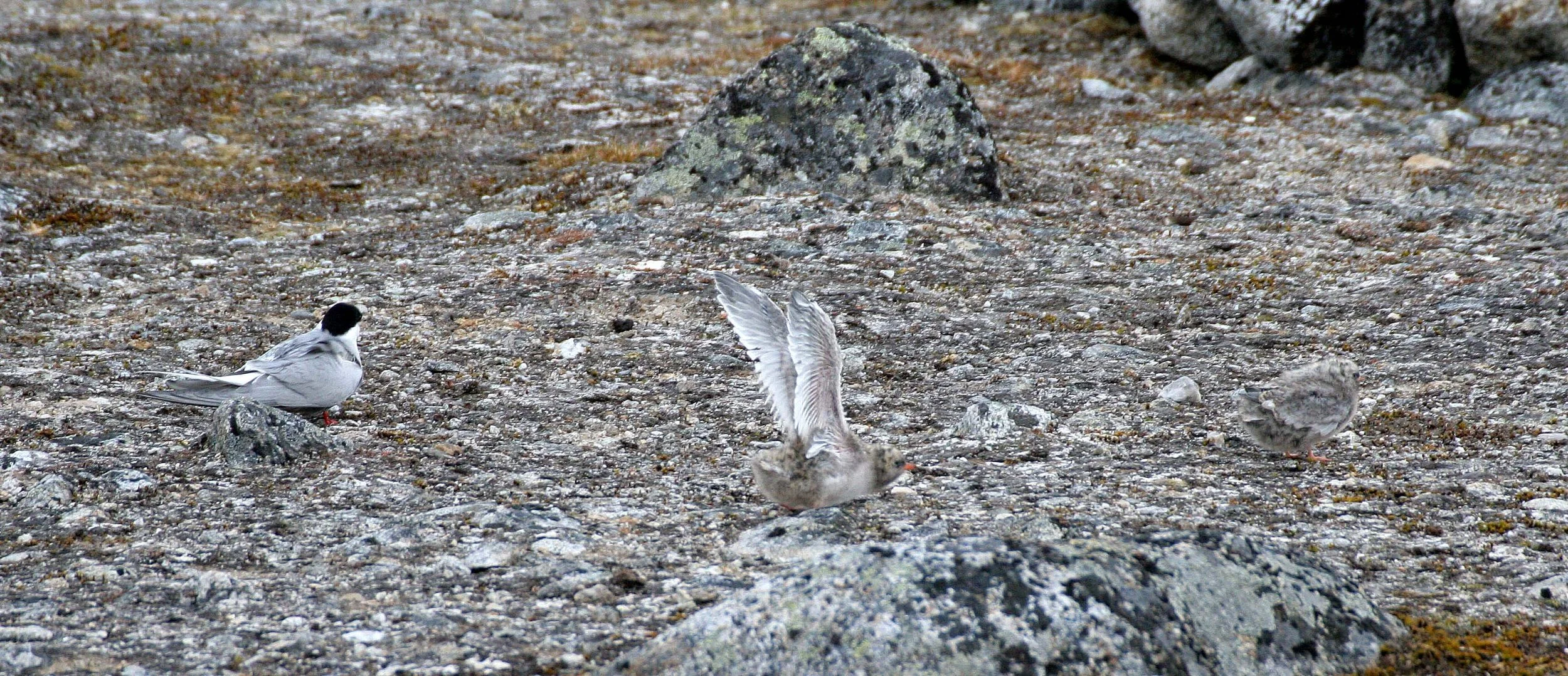BIRD - TERN - ARCTIC TERN - SVALBARD (27).jpg