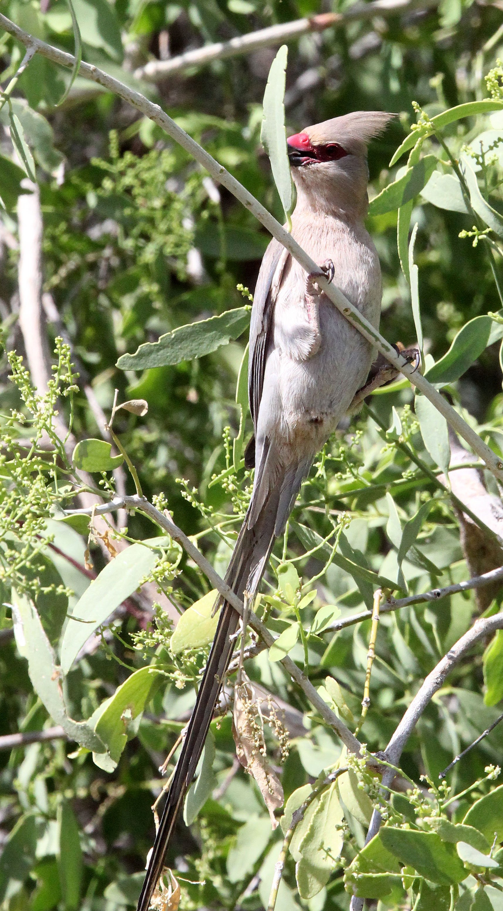 Red-faced Mousebird (Urocolius indicus) Samburu NP Kenya (4).JPG