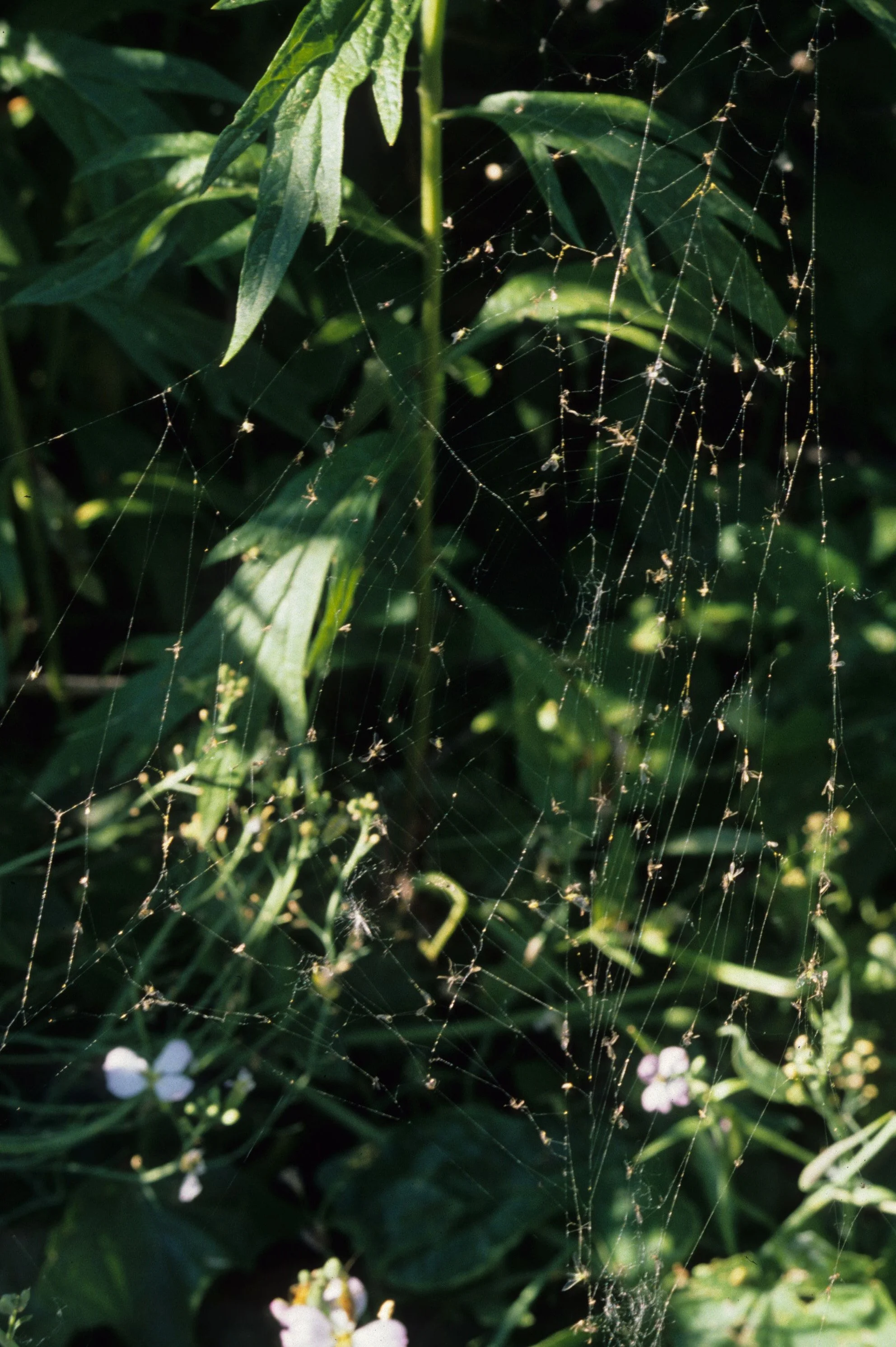 AMERICAN RIVER - SPIDER WEB.jpg