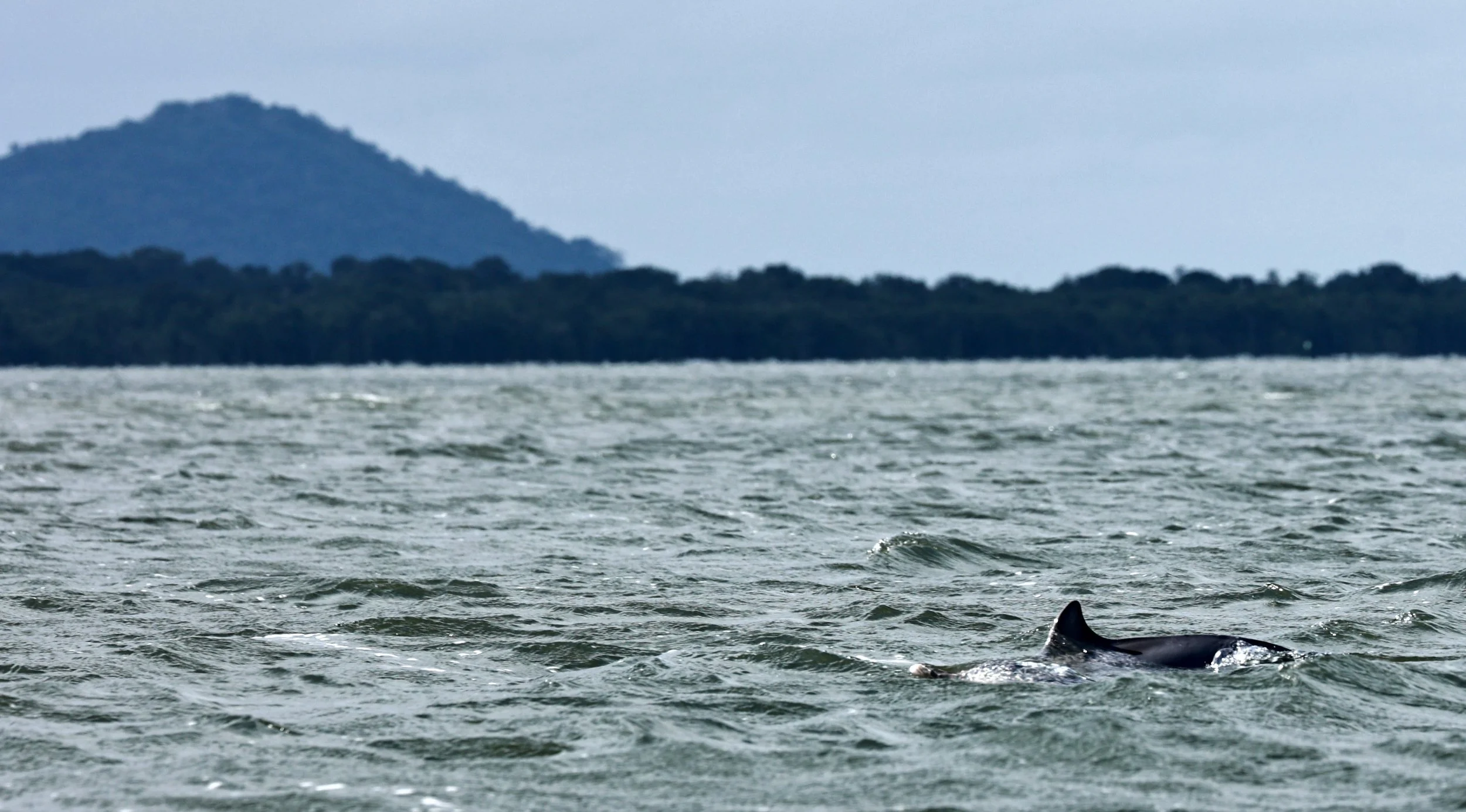 Guiana Dolphin (Sotalia guianensis) Superagüi National Park, Brazil (5).jpg