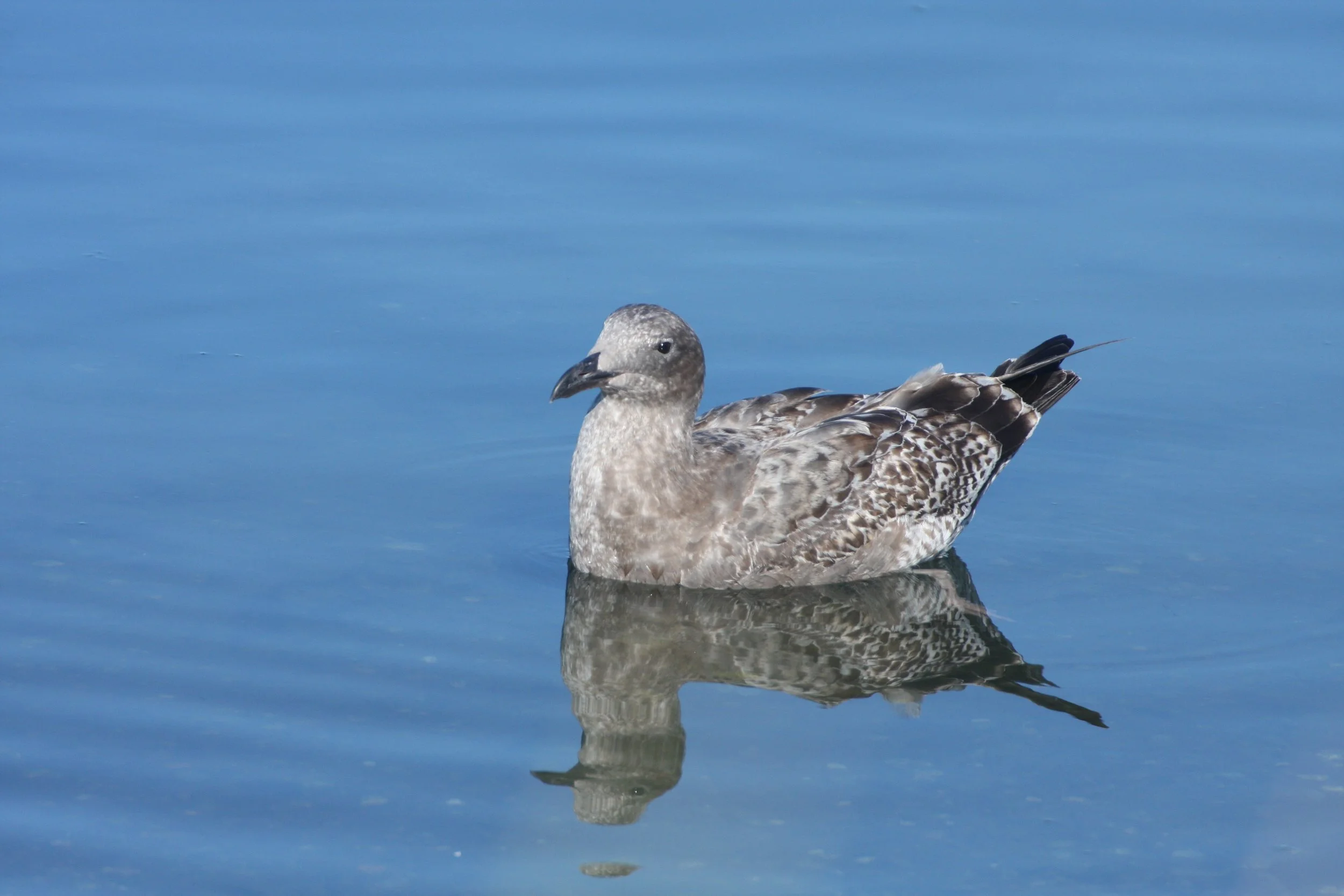 BIRD - GULL - WESTERN GULL - FIRST WINTER FORM - SEQUIM BAY WA (4).JPG