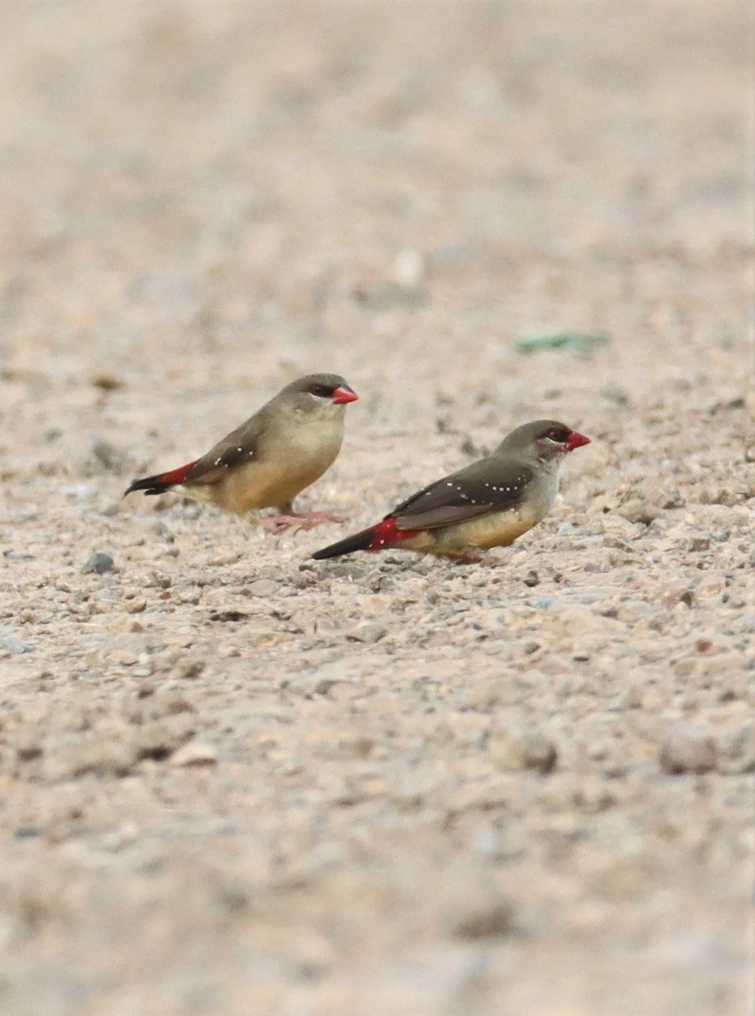 RED AVADAVAT - Amandava amandava - LAT KRABANG WETLANDS THAP YAO  (24).jpg