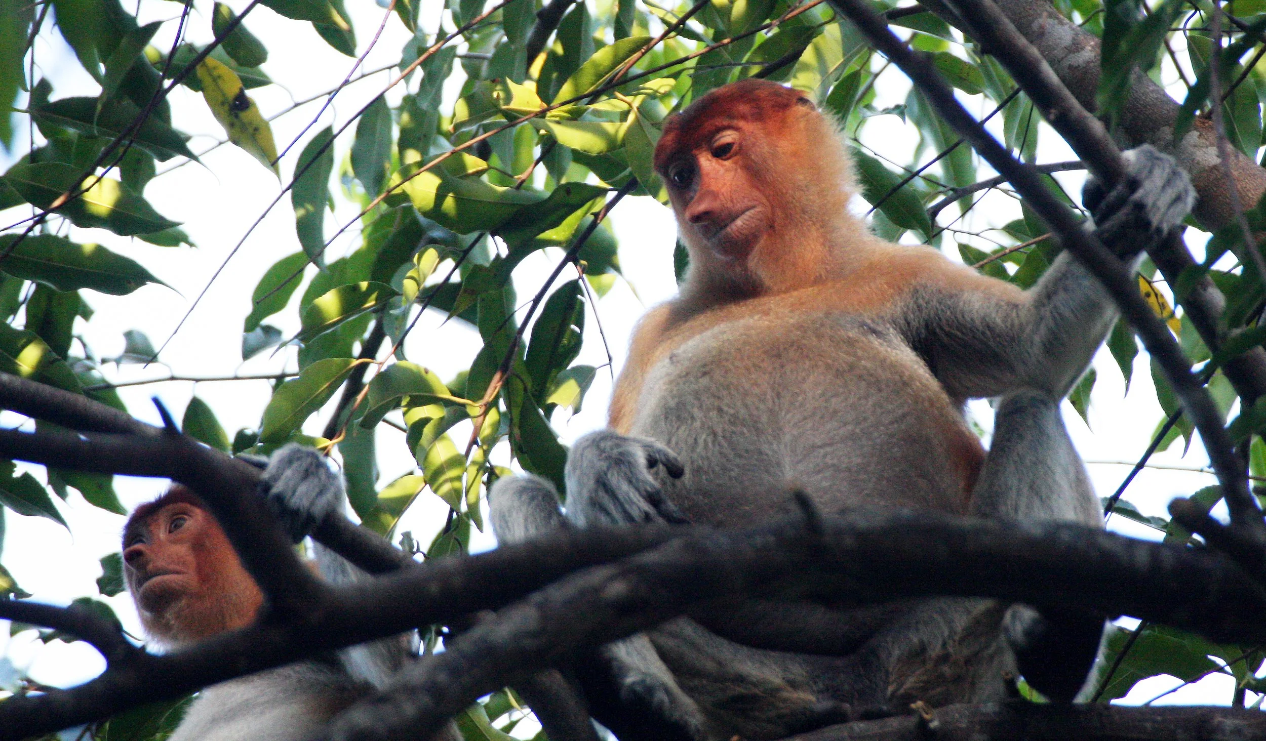 CERCOPITHECIDAE - Nasalis larvatus -PROBOSCIS MONKEY TROOP - KINABATANGAN RIVER BORNEO  (40).JPG