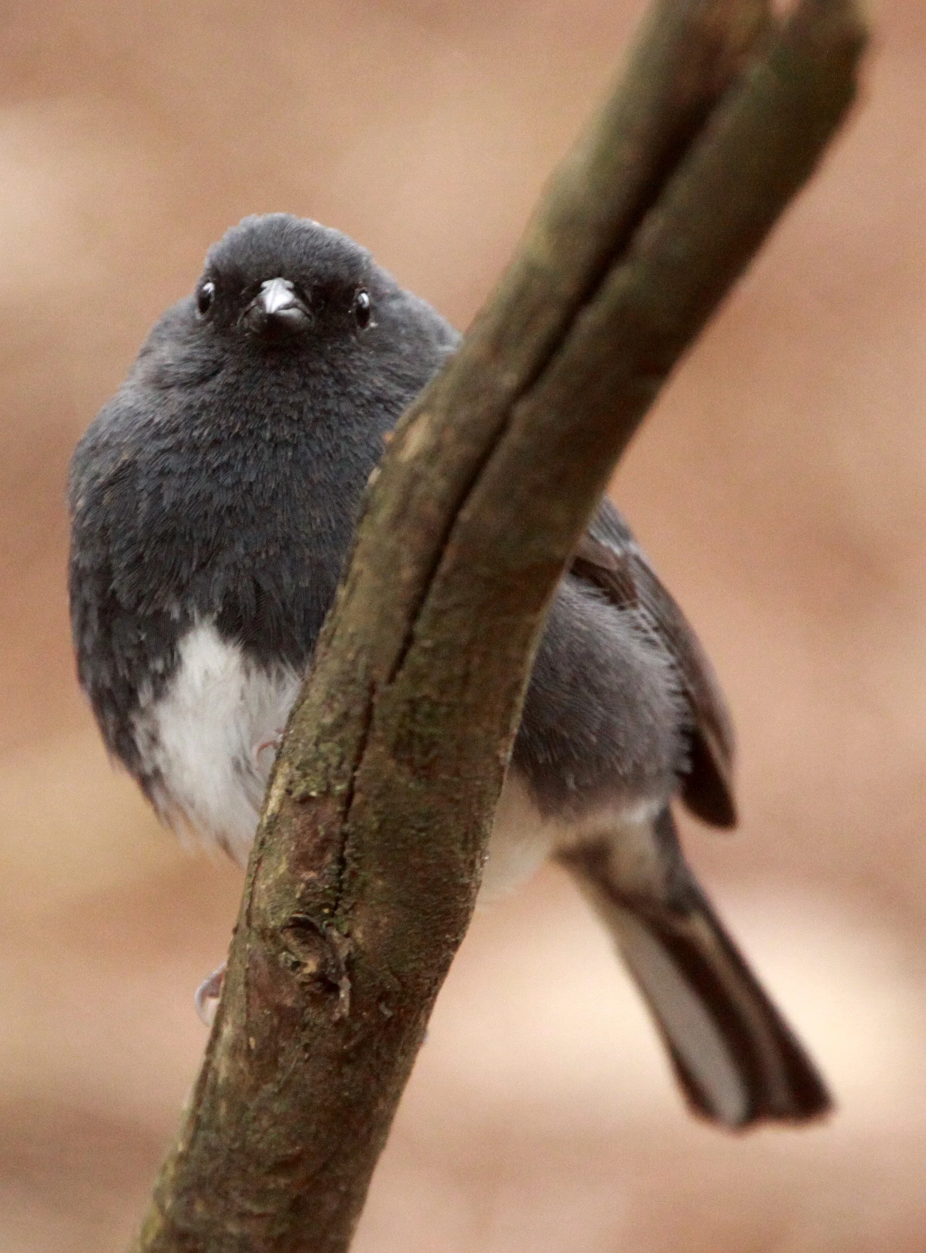 Slaty Bunting (Emberiza siemsseni) Huangshan NP Anhui China (5).JPG