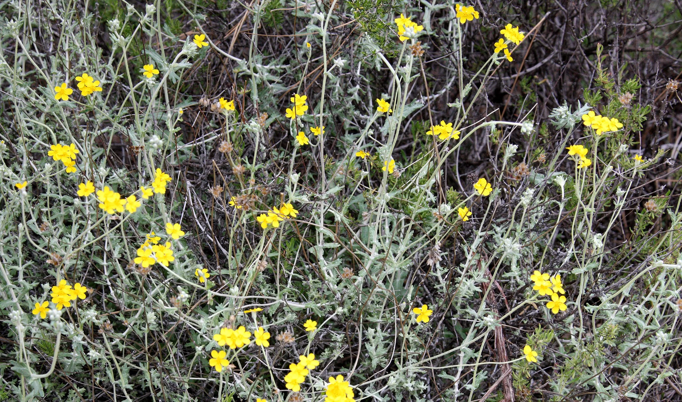PLANT SPECIES - PINNACLES NATIONAL MONUMENT CALIFORNIA (21).JPG