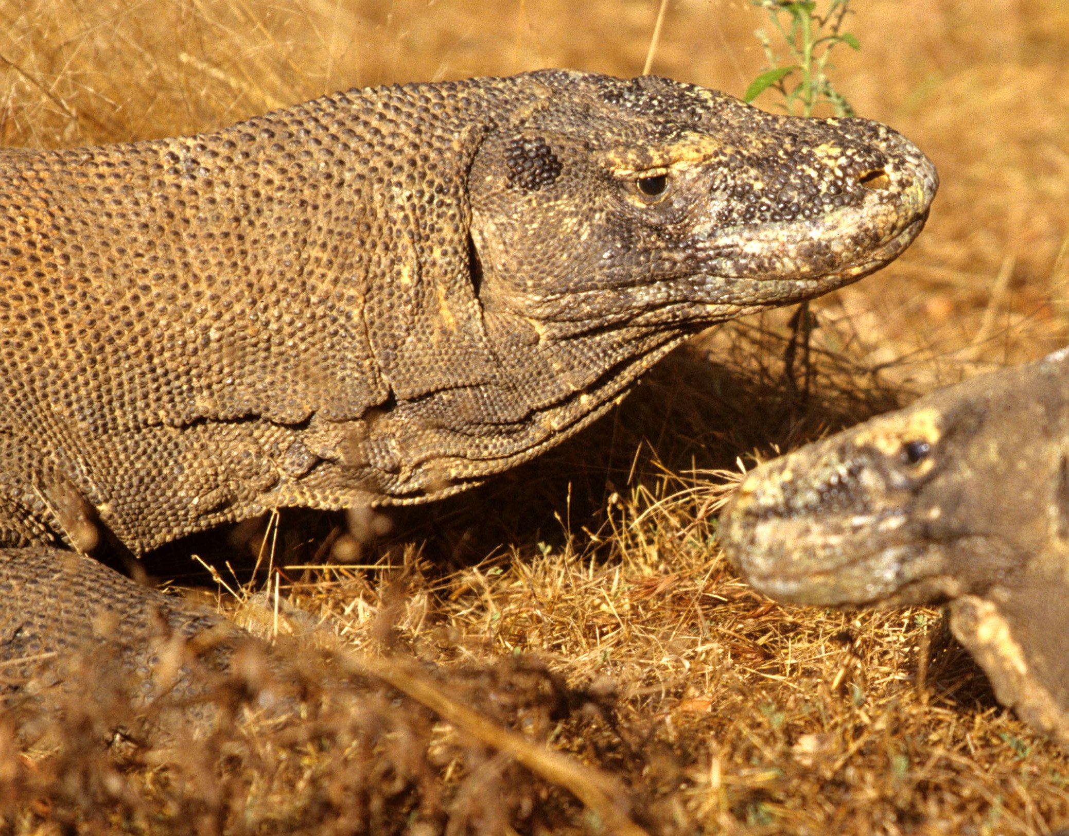 REPTILE - MONITOR LIZARD - KOMODO DRAGON ON RINJA ISLAND (11)1.jpg