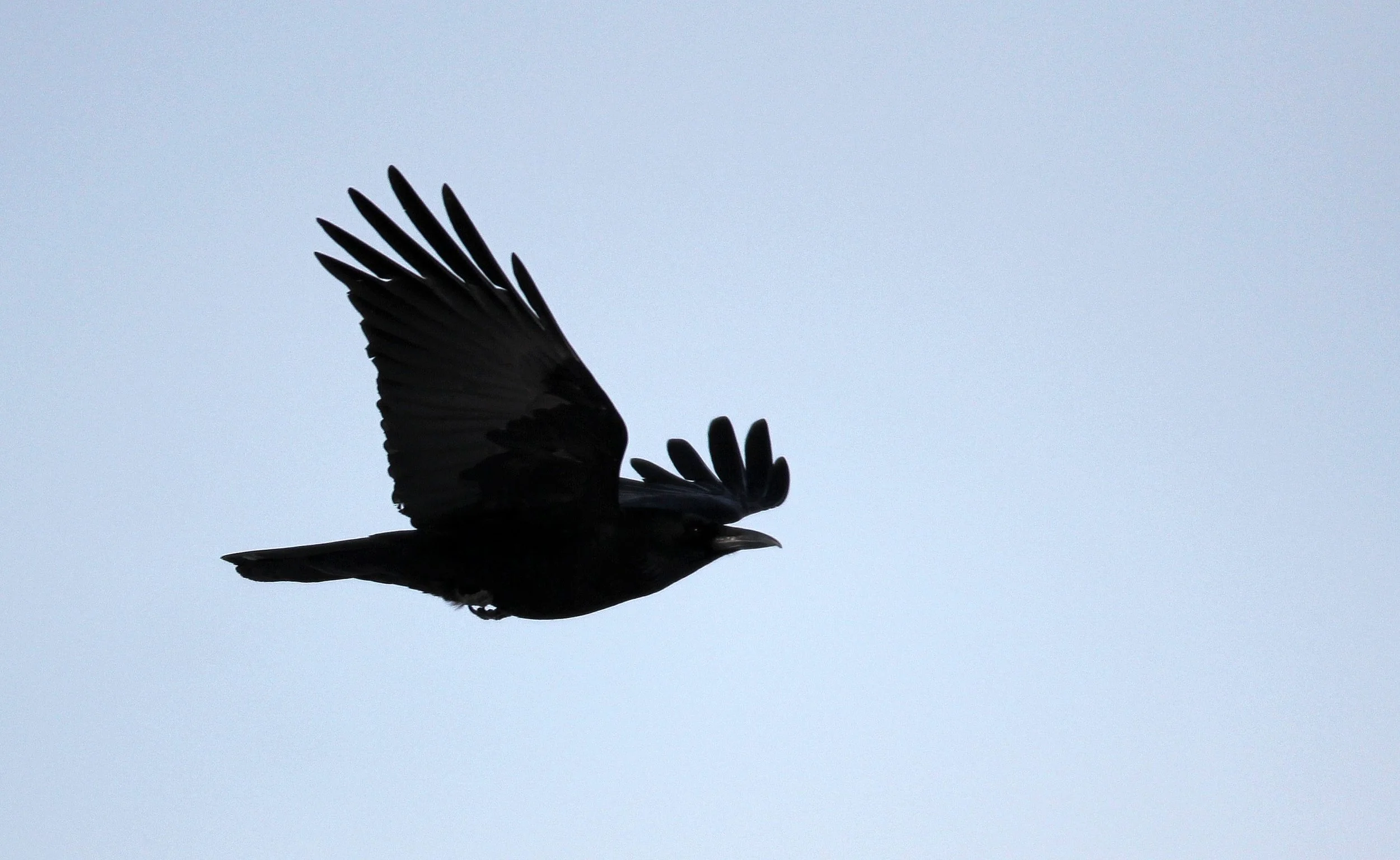 BIRD - CROW - CARRION CROW - AKAN INTERNATIONAL CRANE CENTER - HOKKAIDO JAPAN (1).JPG