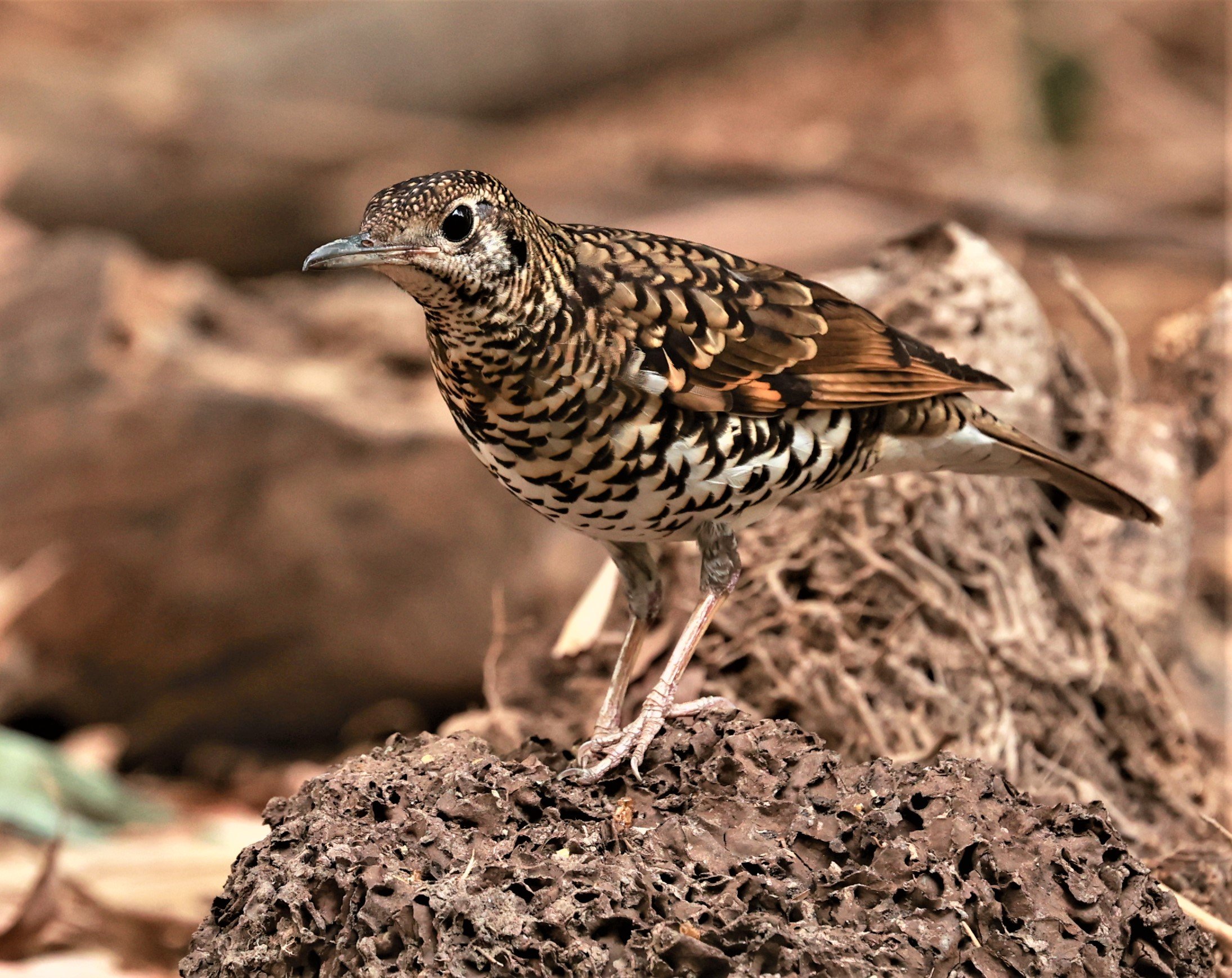 White's Thrush (Zoothera aurea) Putthamonthon Park Nakhon Pathom Thailand (16).jpg