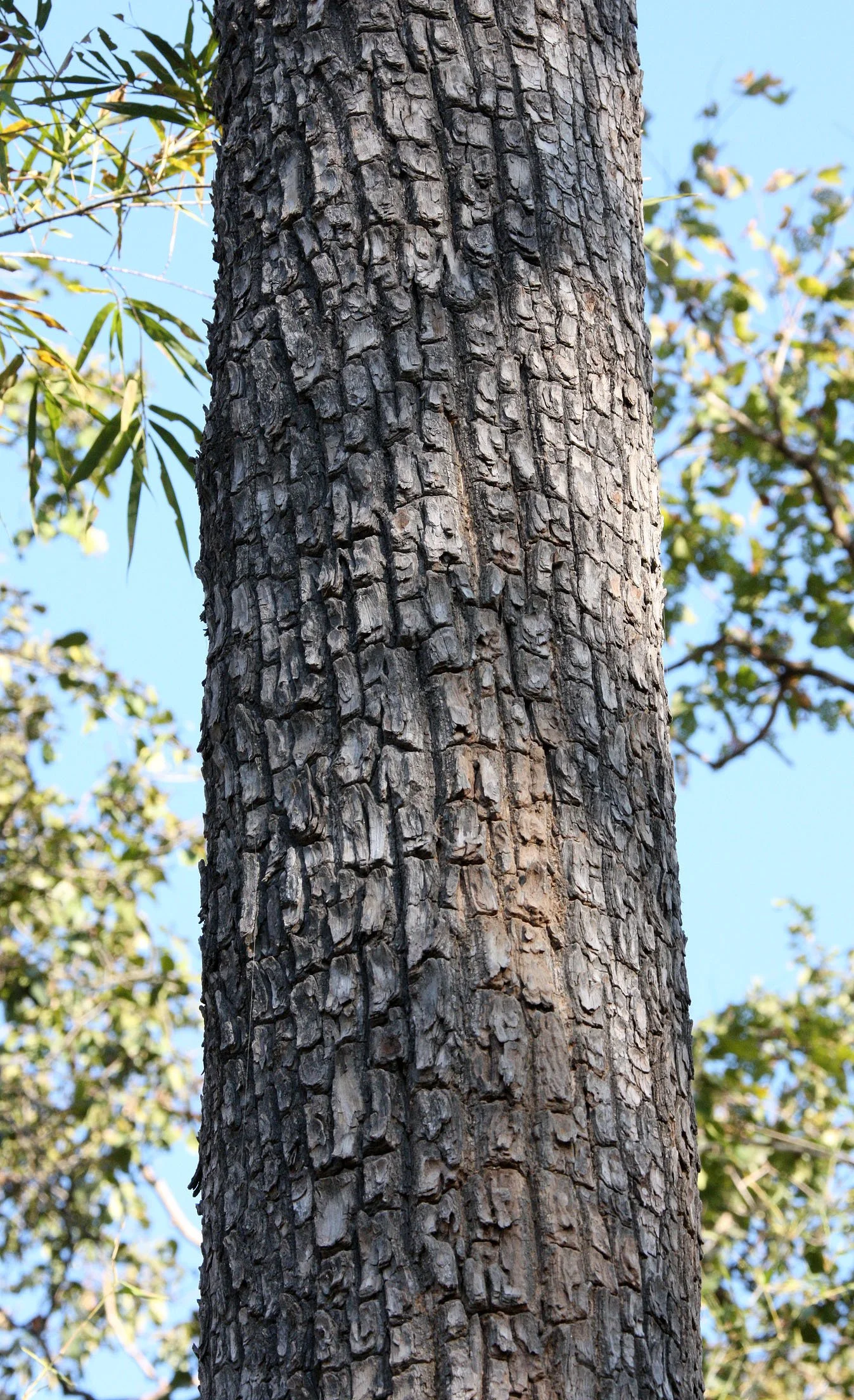 MADHYA PRADESH - KANHA NATIONAL PARK MADHYA PRADESH INDIA (53).JPG