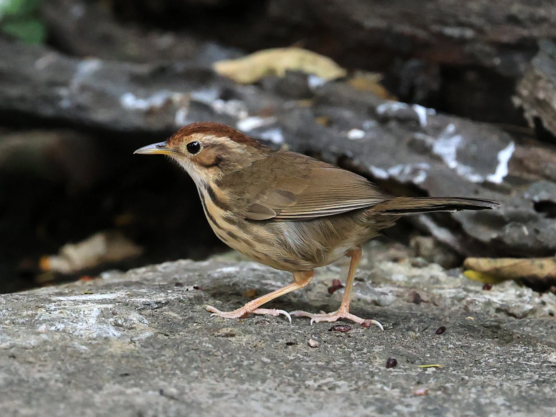 Puff-throated Babbler (Pellorneum ruficeps) Kaeng Krachan National Park ESS Expedition 2026 (6).jpg