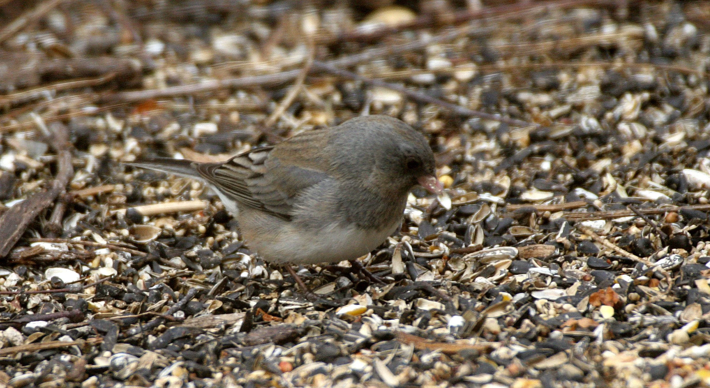 Dark-eyed Junco (Junco hyemalis) Sycamore Illinois (3).JPG