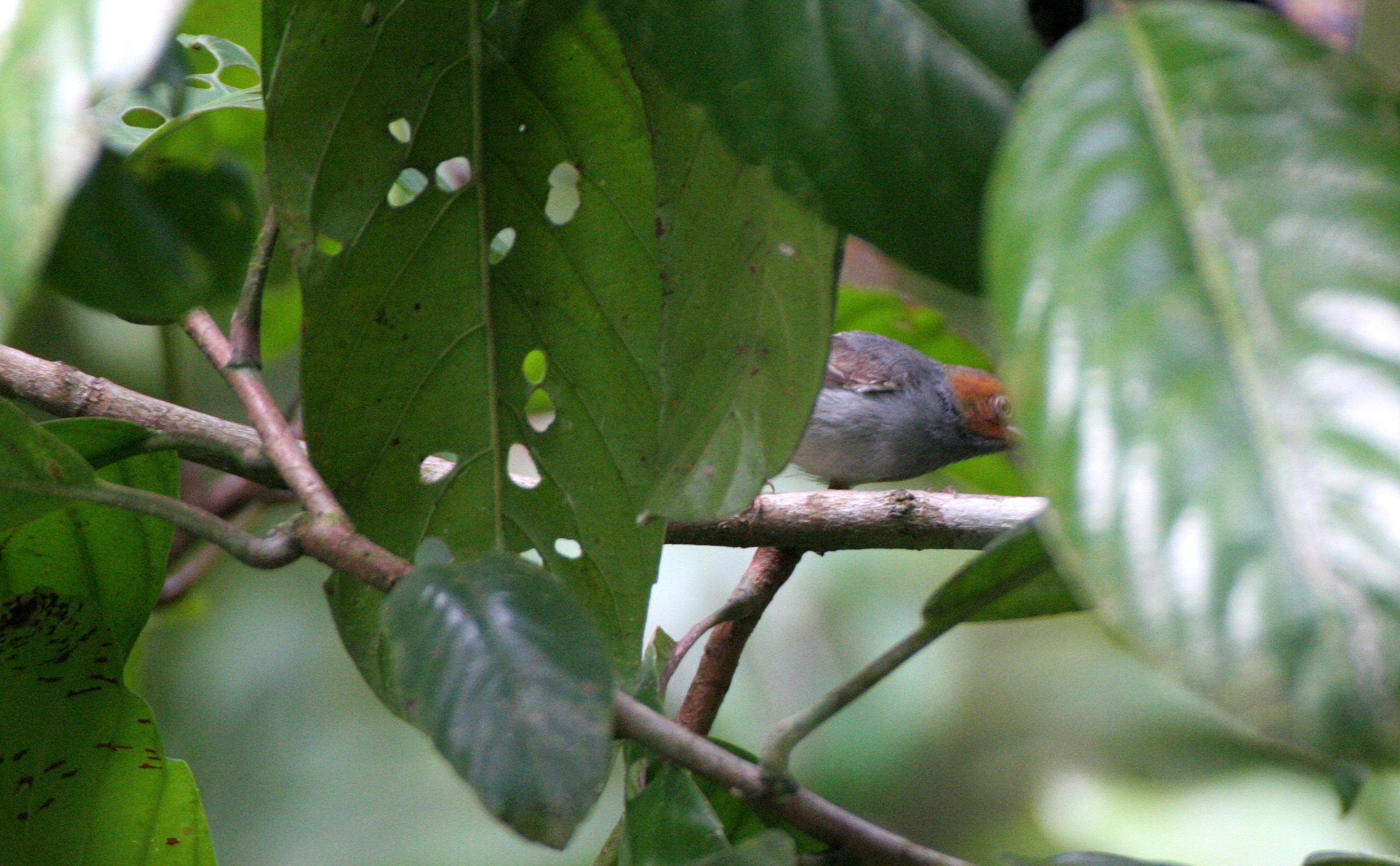 BIRD - TAILORBIRD - ASHY TAILORBIRD - ORTHOTOMUS RUFICEPS - KINABATANGAN RIVER BORNEO.JPG