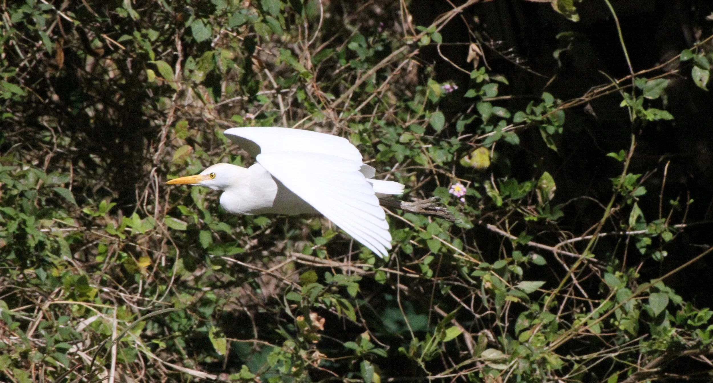 EGRET - AFRICAN GREAT EGRET - Ardea alba melanorhynchos - ANKARANA NATIONAL PARK MADAGASCAR (5).JPG