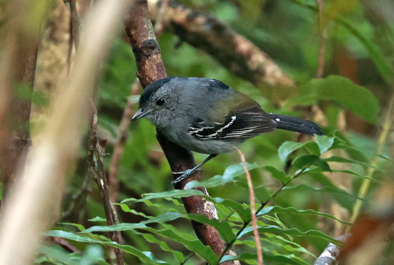Variable Antshrike (Thamnophilus caerulescens) Superagui National Park, Brazil (3).jpg