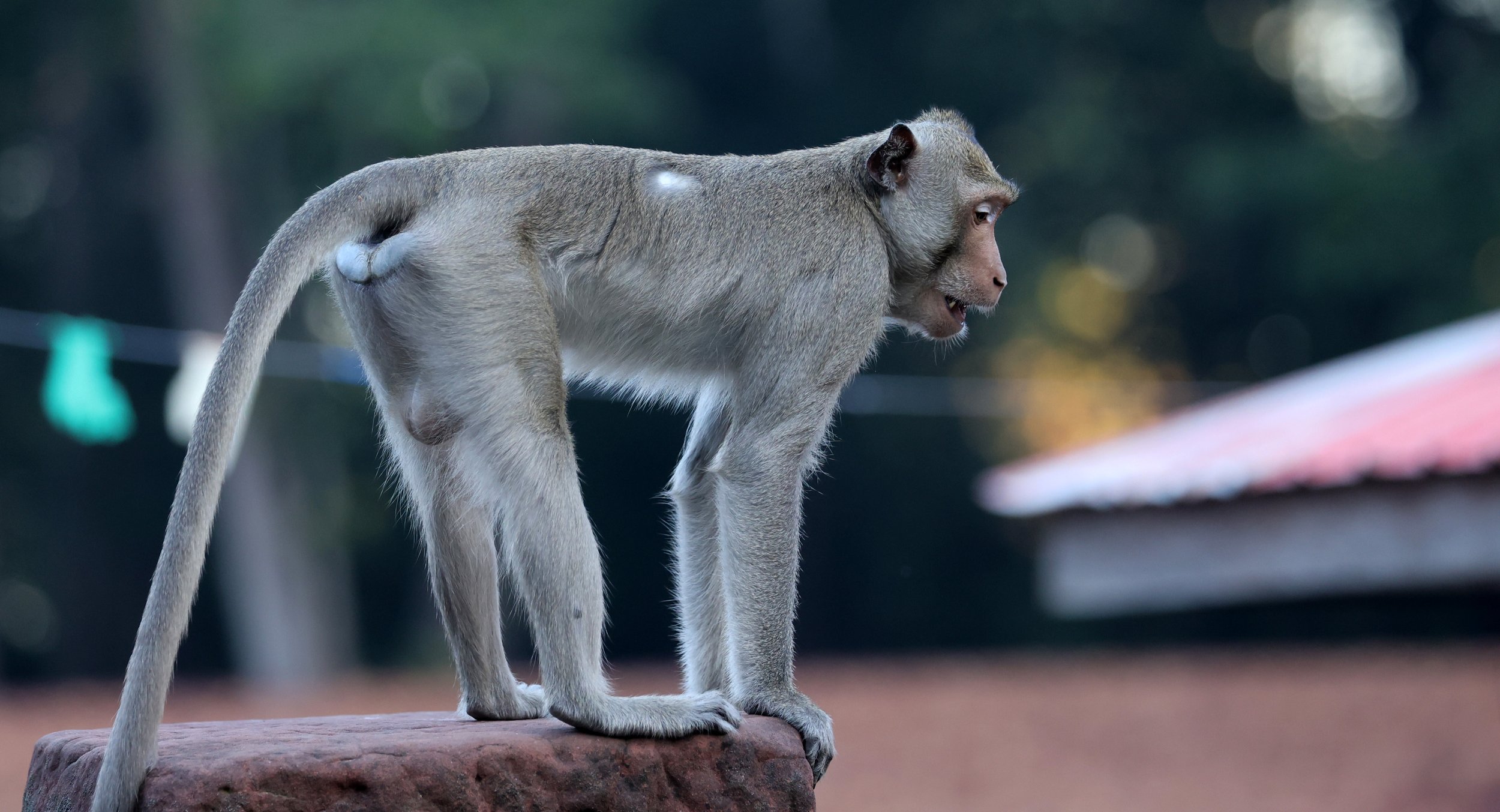 Long-tailed Macaque (Macaca fascicularis) Wat Ku Phra Kona - Roi Et (2).jpg