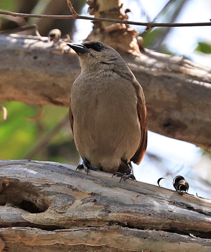 Greyish Baywing ((Agelaioides badius) Hotel Campestre Iparoma Paraguay  (3).jpg