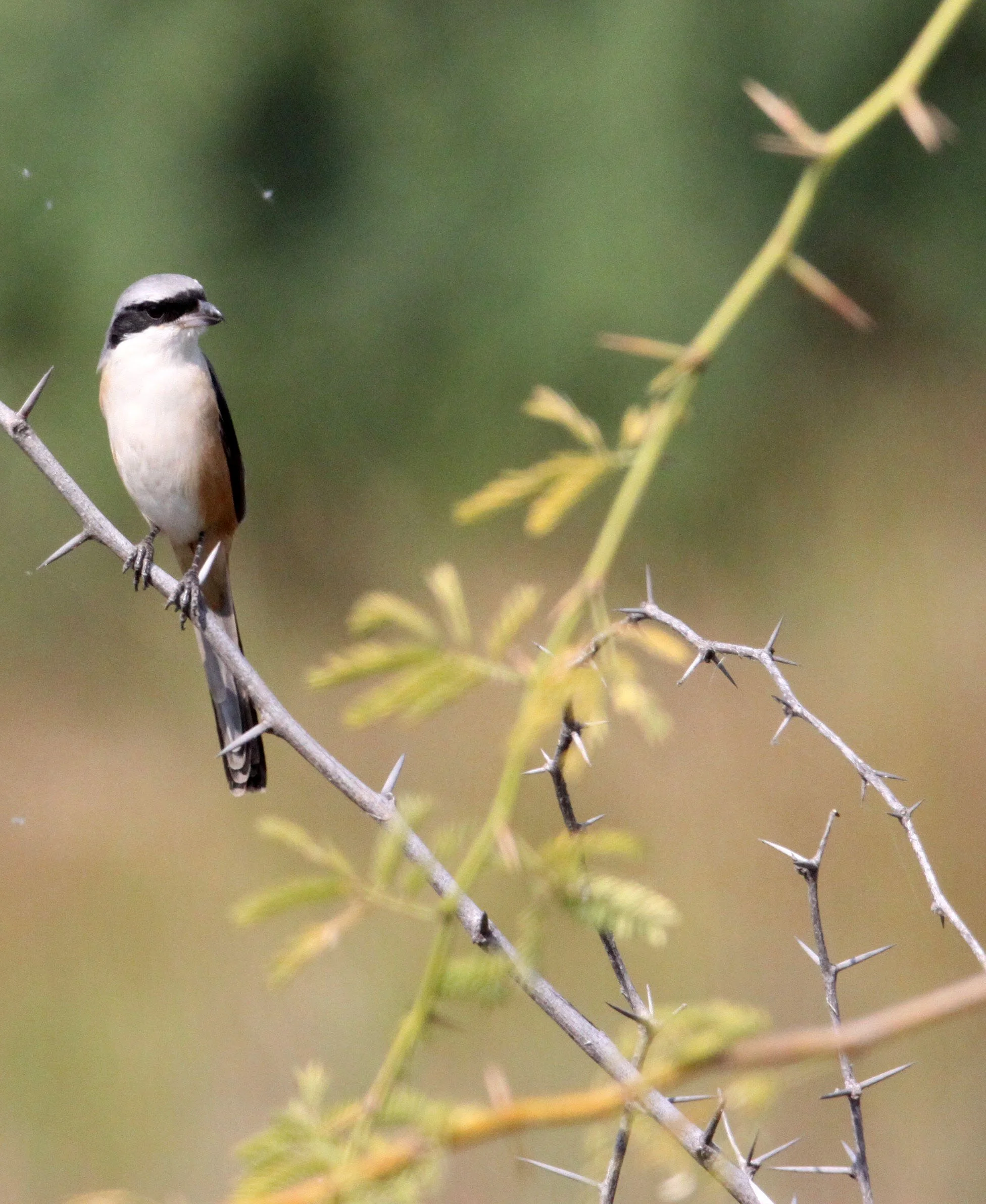 Long-tailed Shrike (Lanius schach) Blackbuck NP Gujarat India (2).JPG