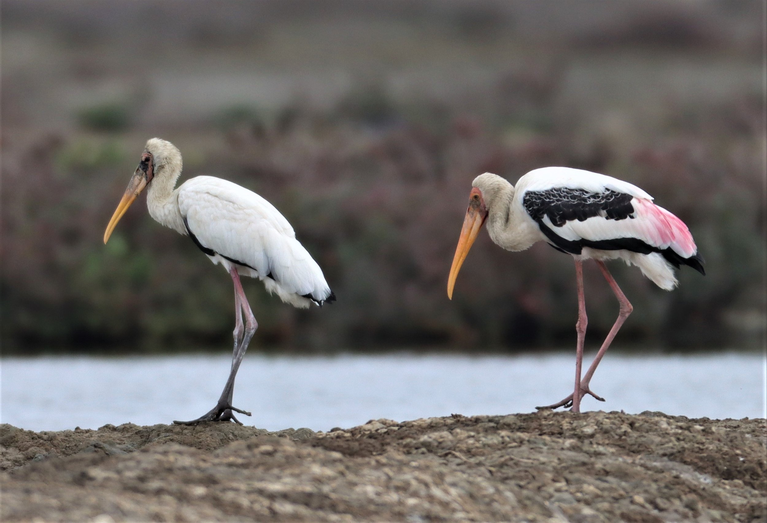 STORK - MILKY STORK - Mycteria cinerea - WITH PAINTED STORK - KHLONG TAMRU CHONBURI (39).jpg