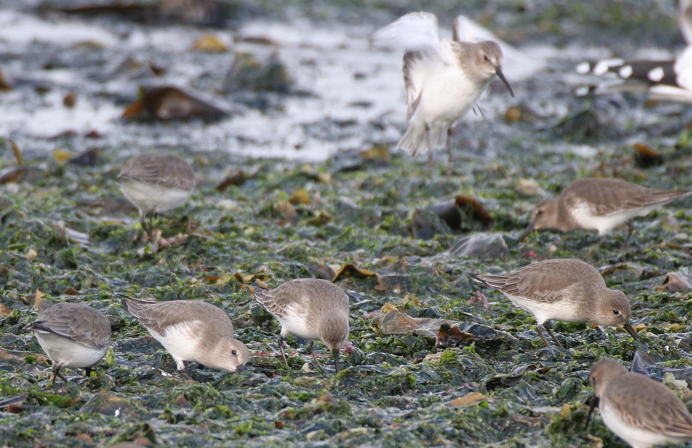 BIRD - DUNLINS - THREE CRABS (12).jpg