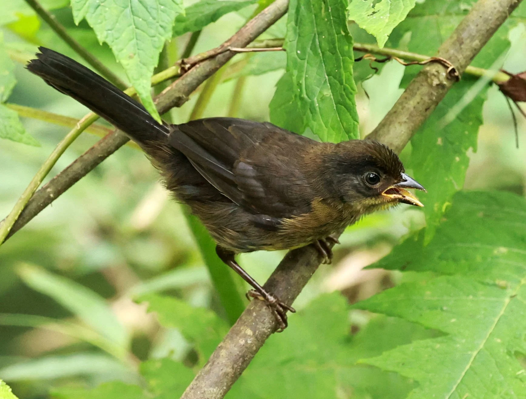 Choco or Dusky Brushfinch (Atlapetes crassus) Bellavista Cloud Forest Lodge, Ecuador (3).jpg