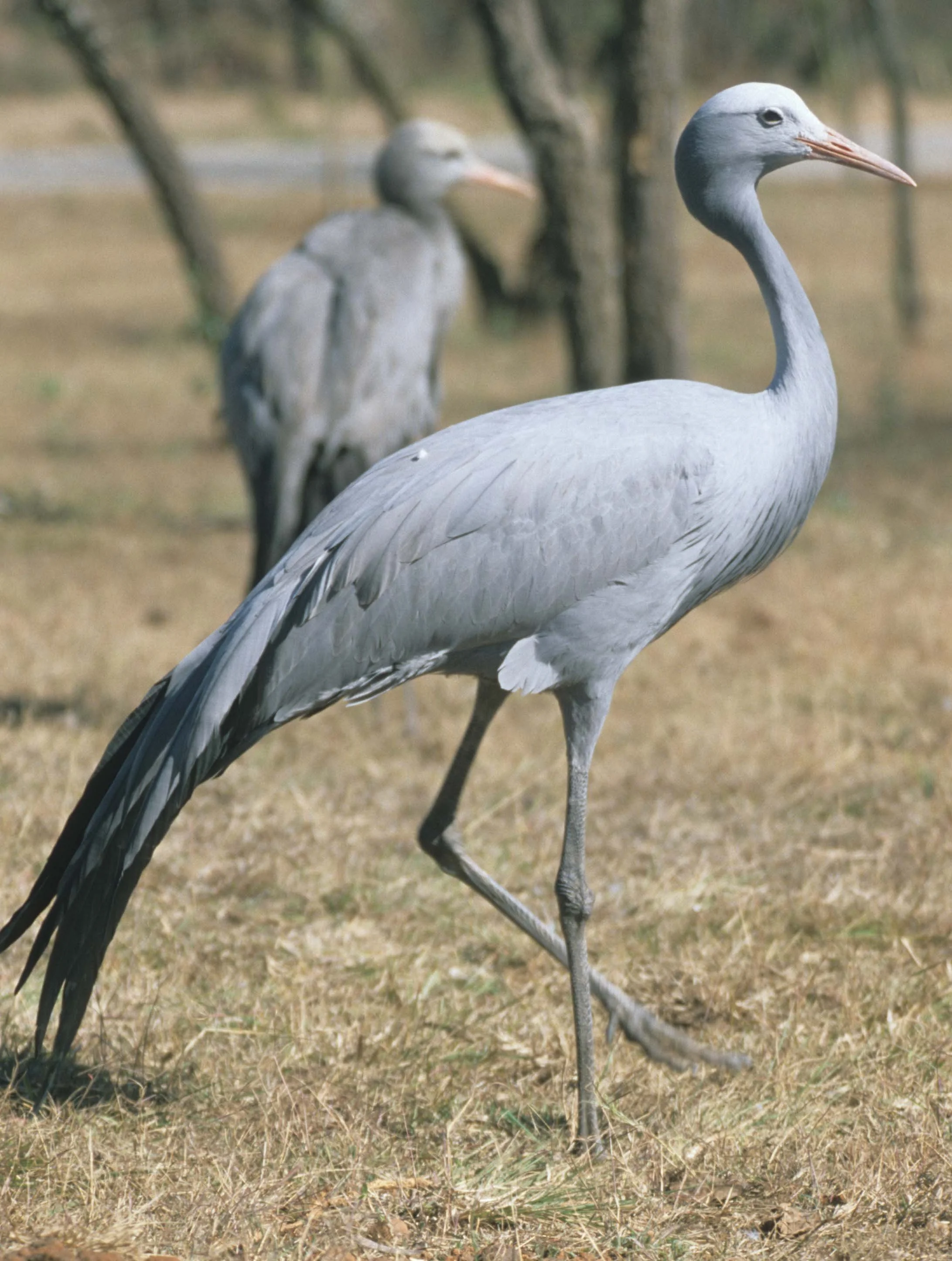 BIRDS - CRANE - BLUE - KRUGER E.jpg