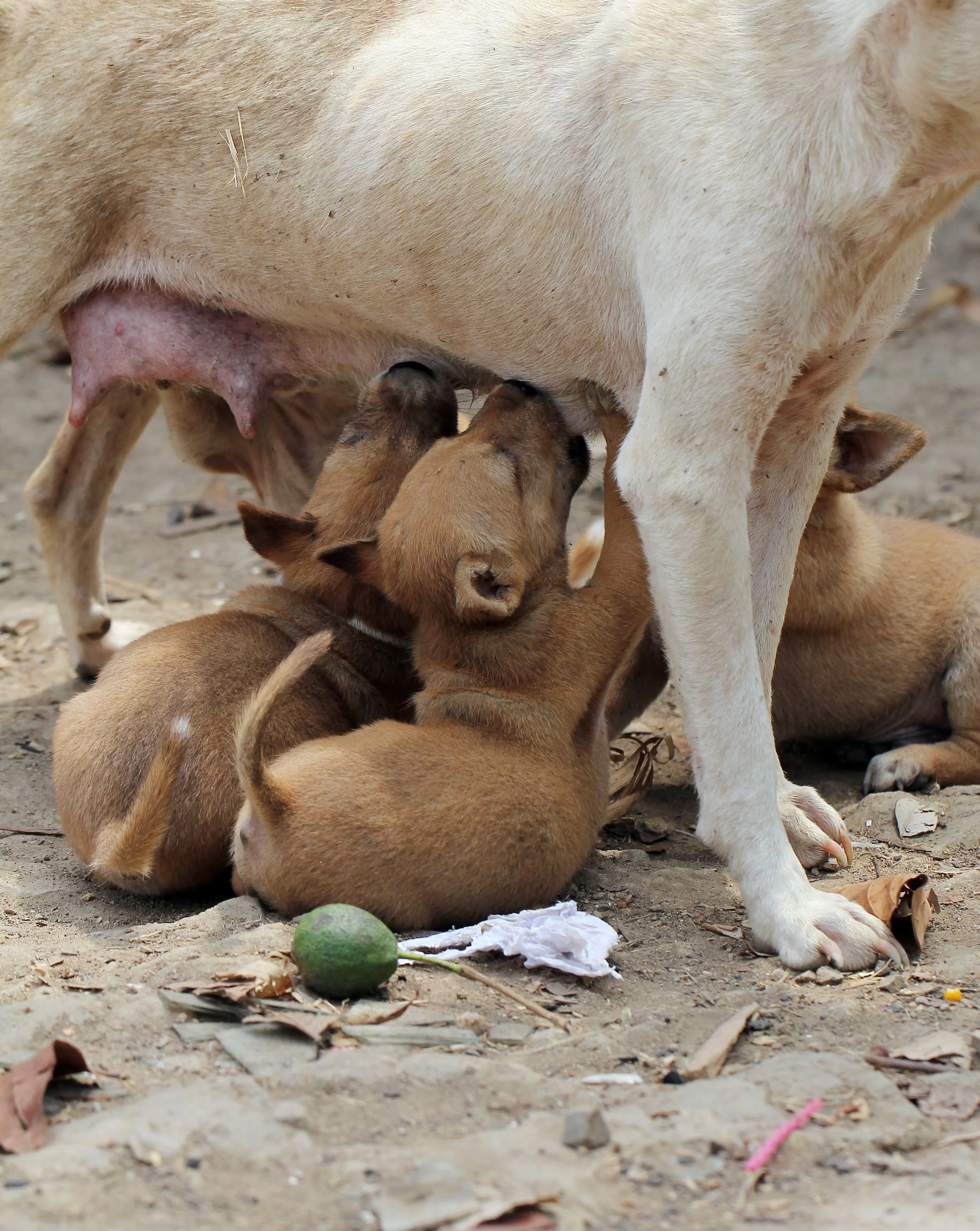 2015 Huai Mai Dee Huai Kha Khaeng Wildlife Refute (16).JPG
