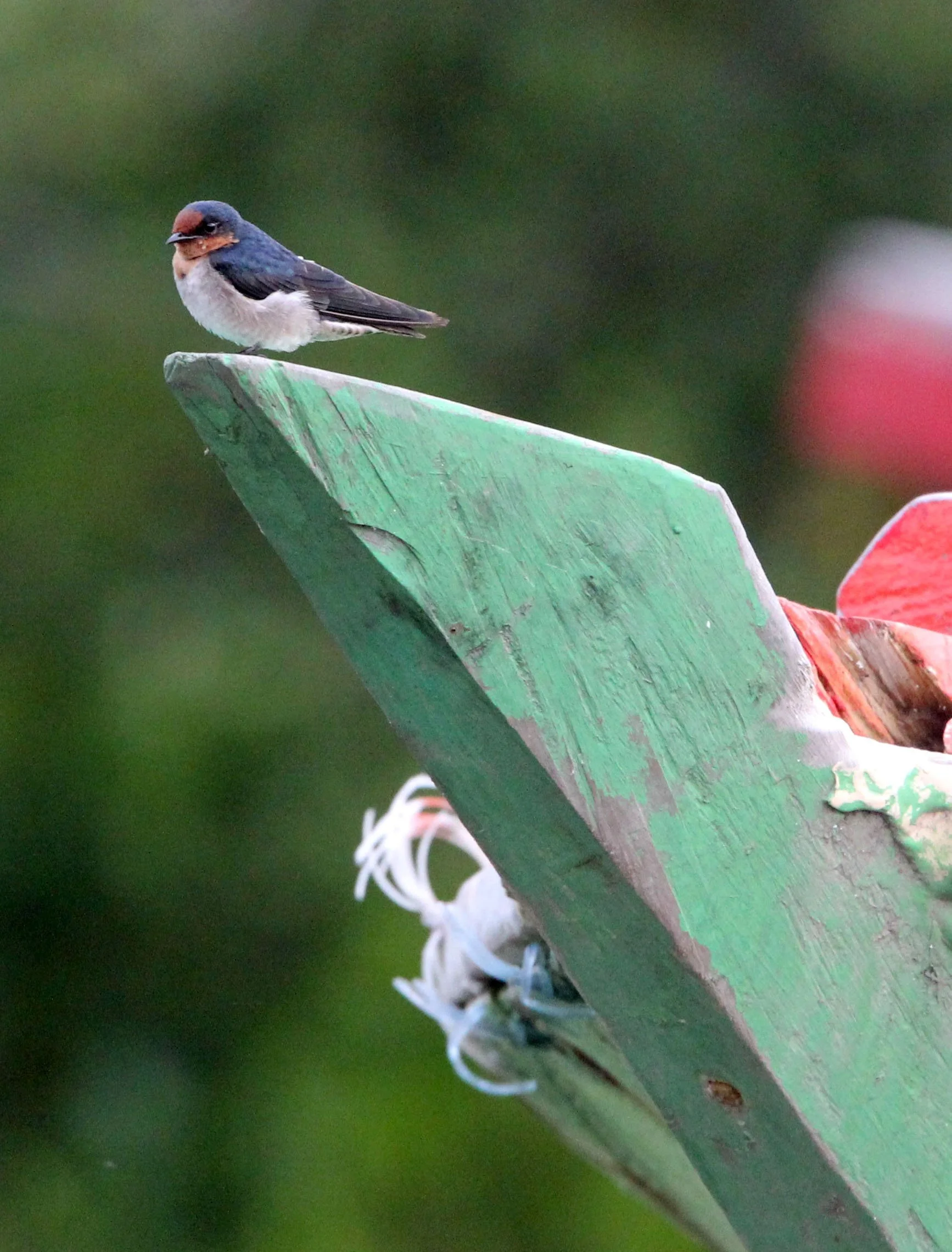 Pacific Swallow (Hirundo tahitica) Tangkoko NP Sulawesi Indonesia (1).JPG