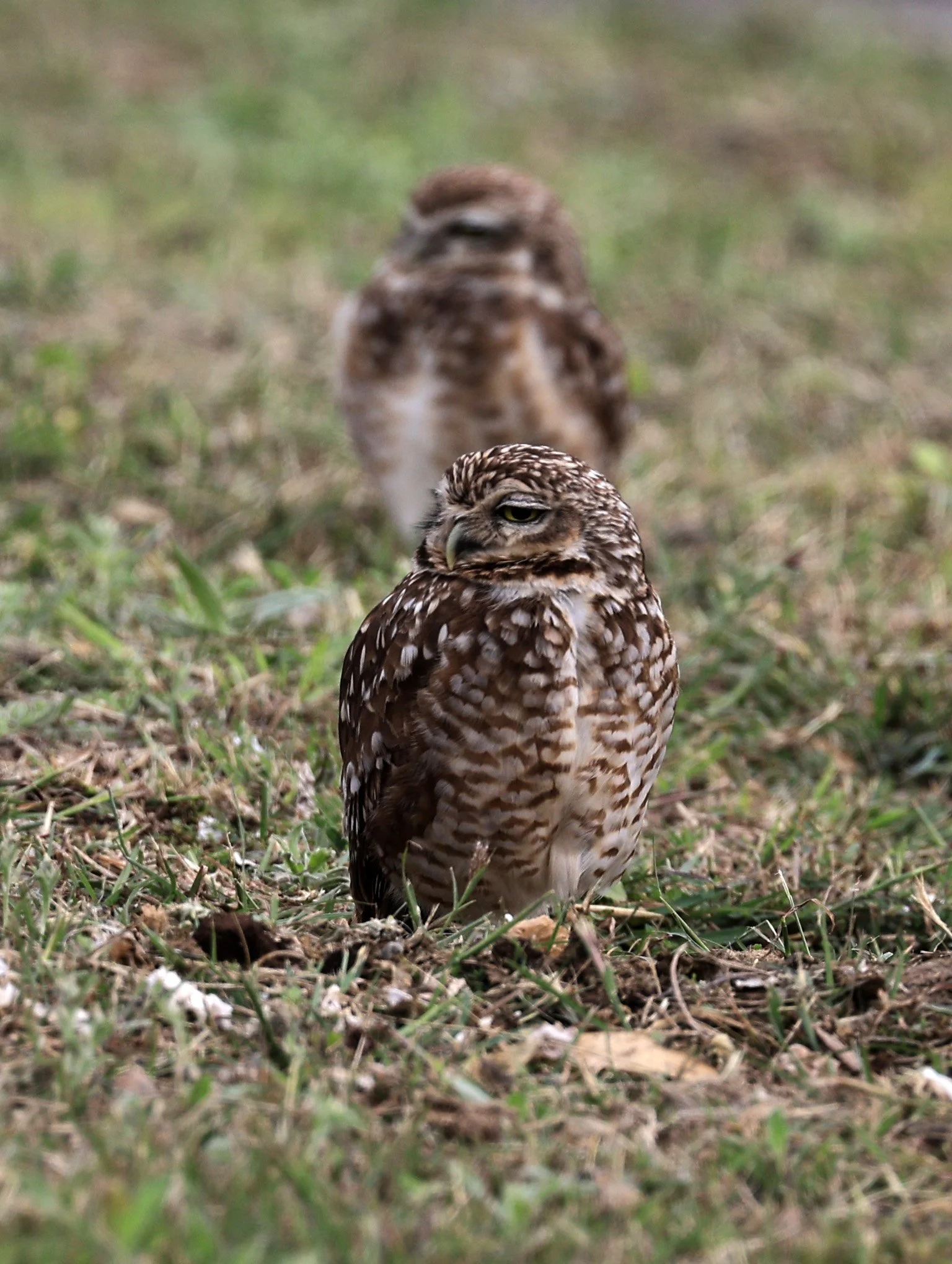 Burrowing Owl (Athene cunicularia) Aurora Chaquena near Neuland Mennonite Colony Paraguay (22).jpg